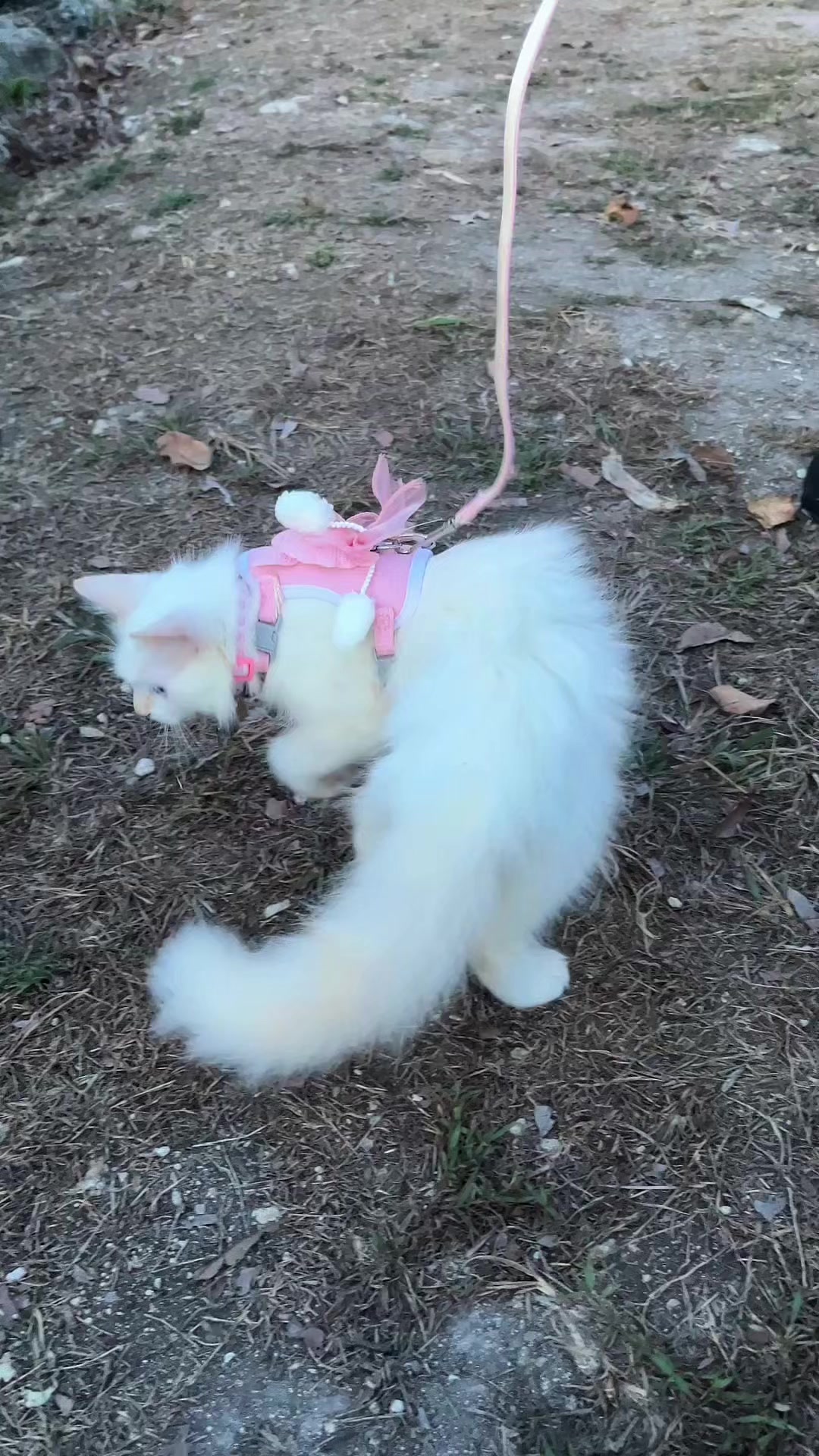 @爱|&bull;ᴊᴀɪ ʜᴏ