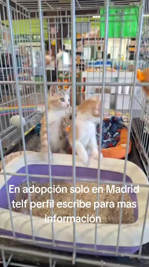 @Ronporsiempre