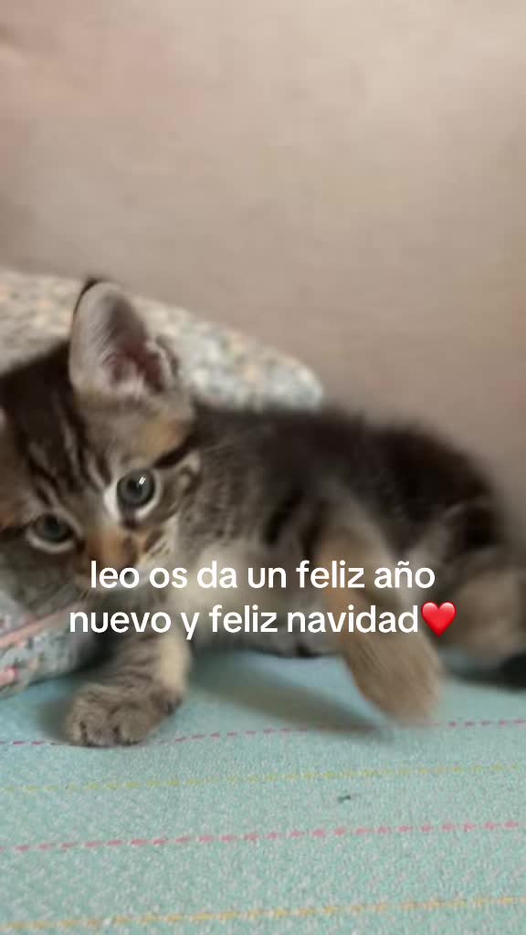 @Cloe-Leo 🤍🧡cats