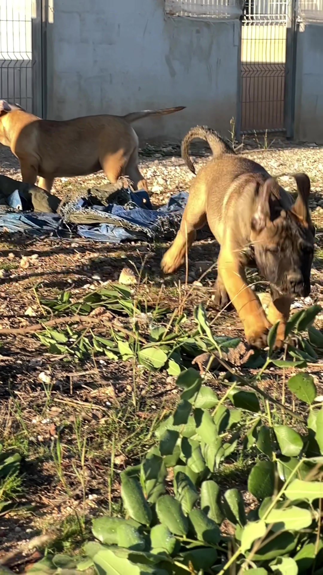 @Presacanario_bulldogfrances