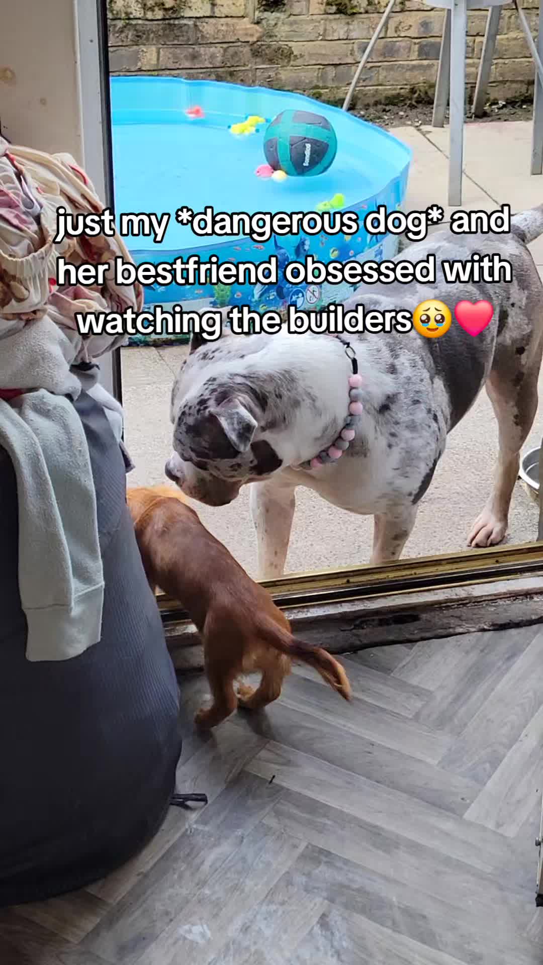 @kirsty+starlight the xl bully