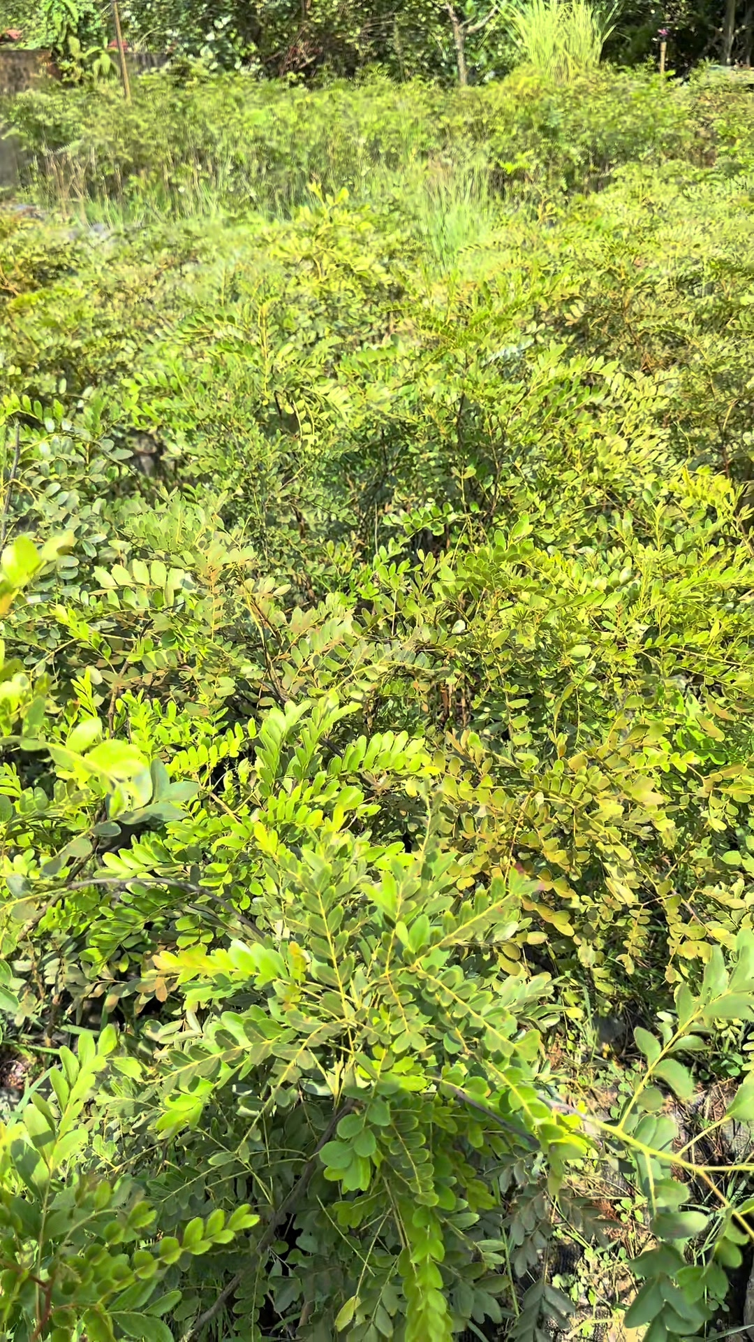 @Nhà Vườn Vũ Mai