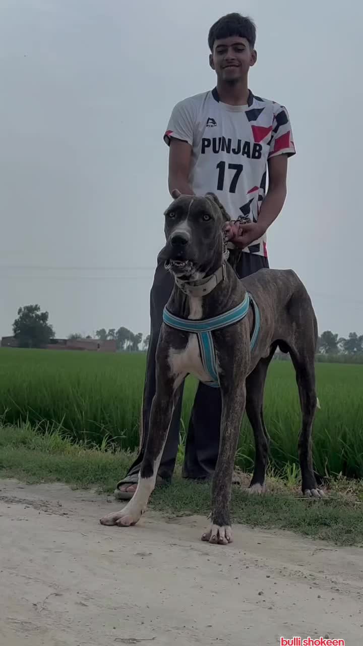 @bullishokeen2