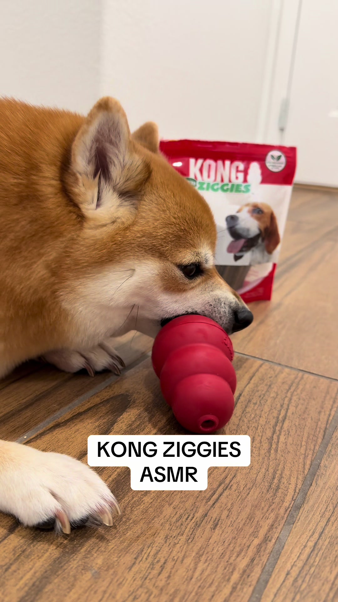 @Flock of Shibas 🐕🐕🐕