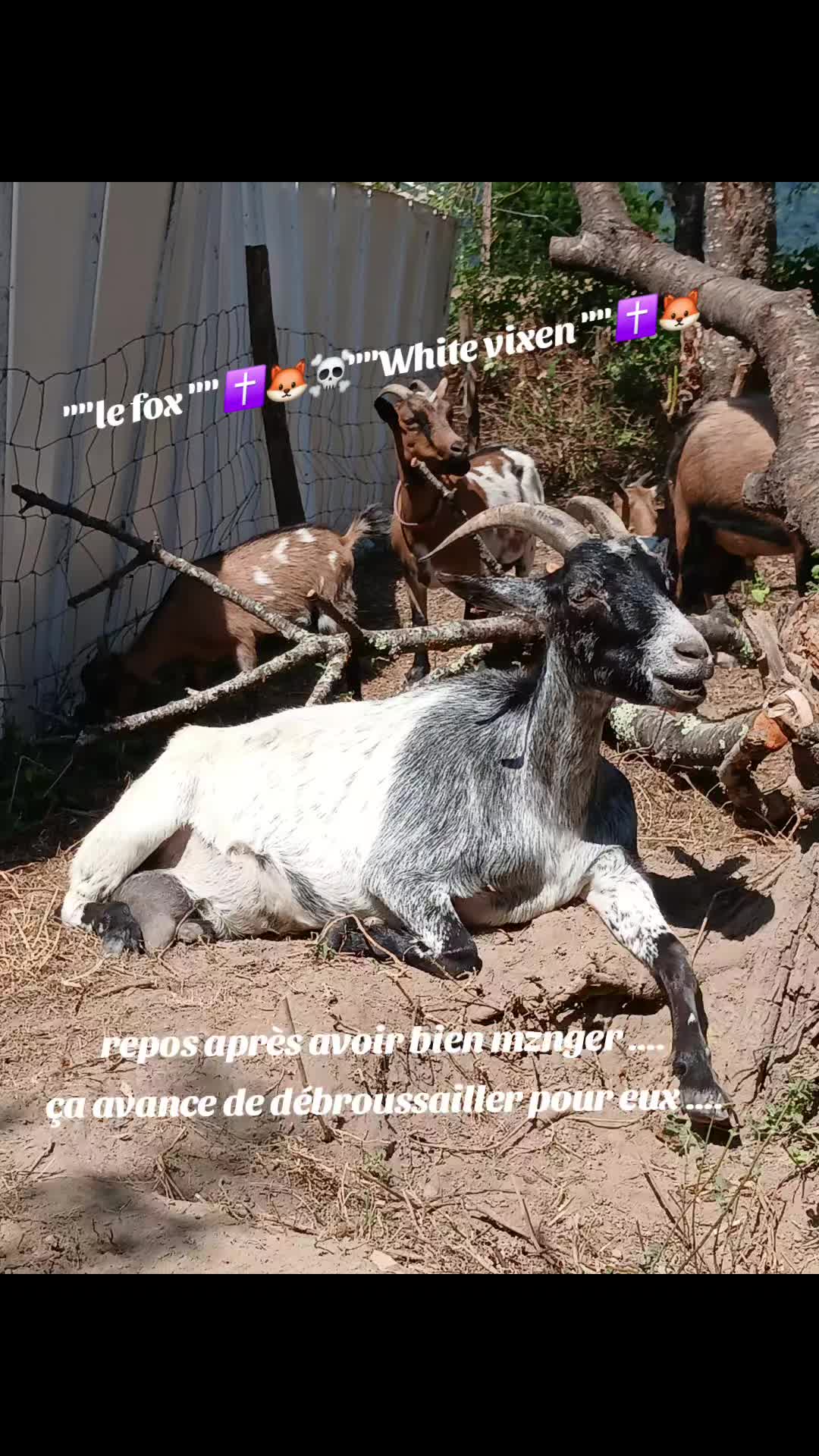 @🇫🇷Le fox✝️🦊☠️white vixen✝️