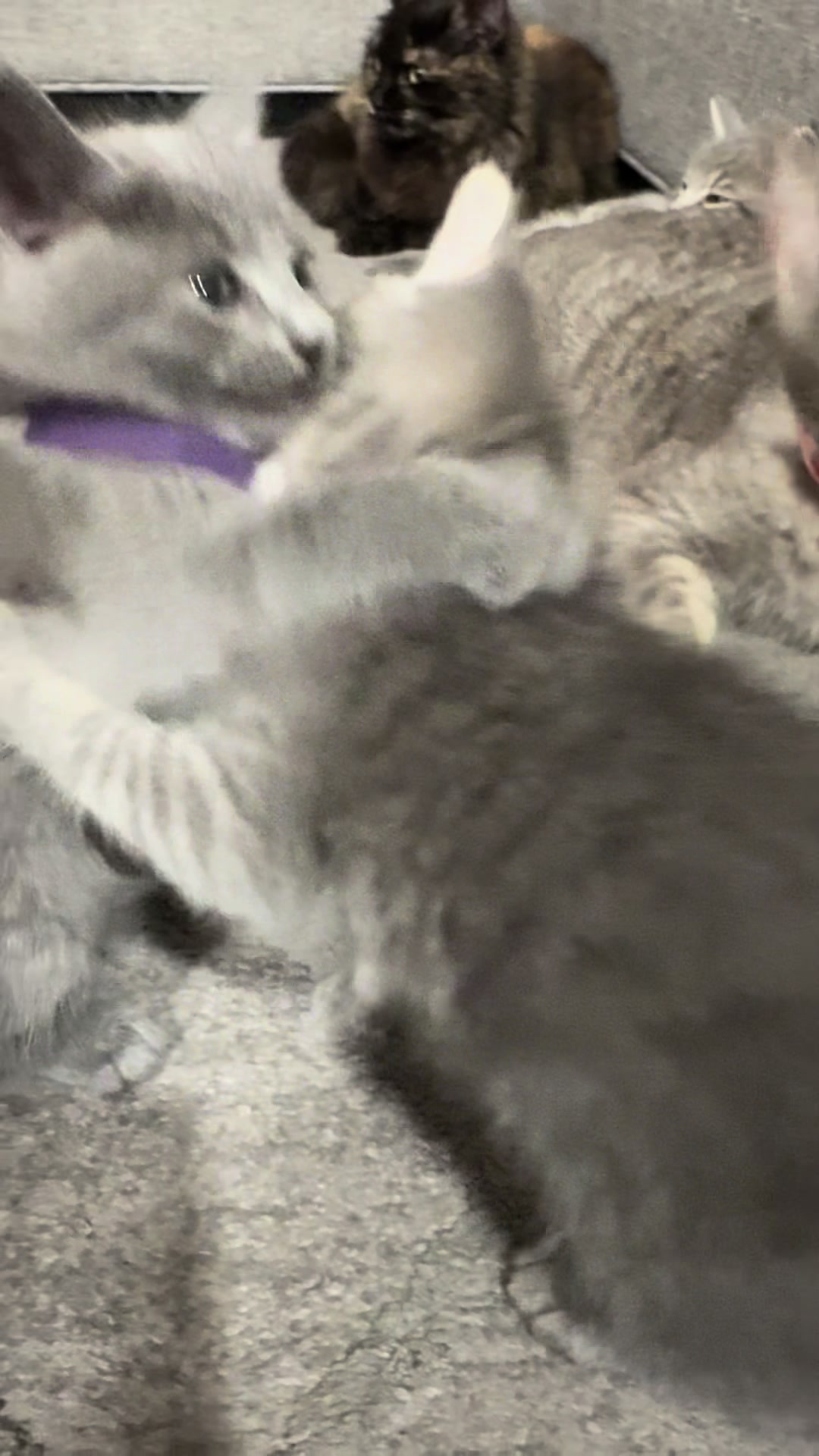 @LotsOfCat