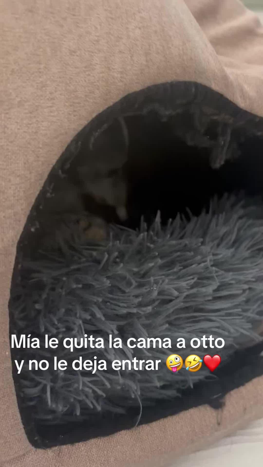 @patushiiiii