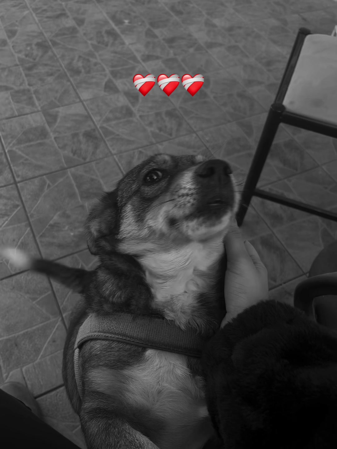 @eleana