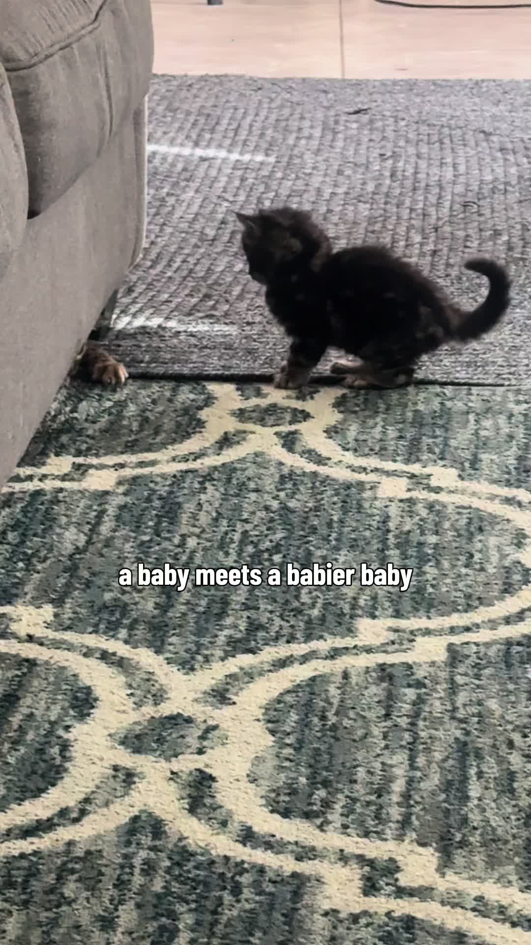 @The Kitten Spot