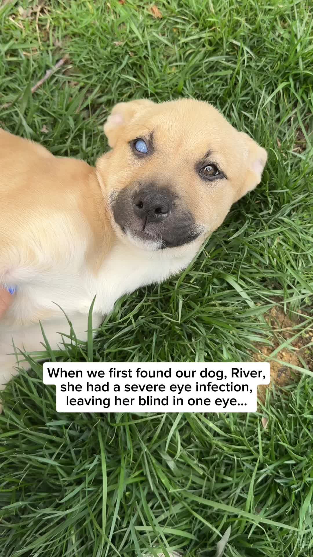 @Adopt a Pet