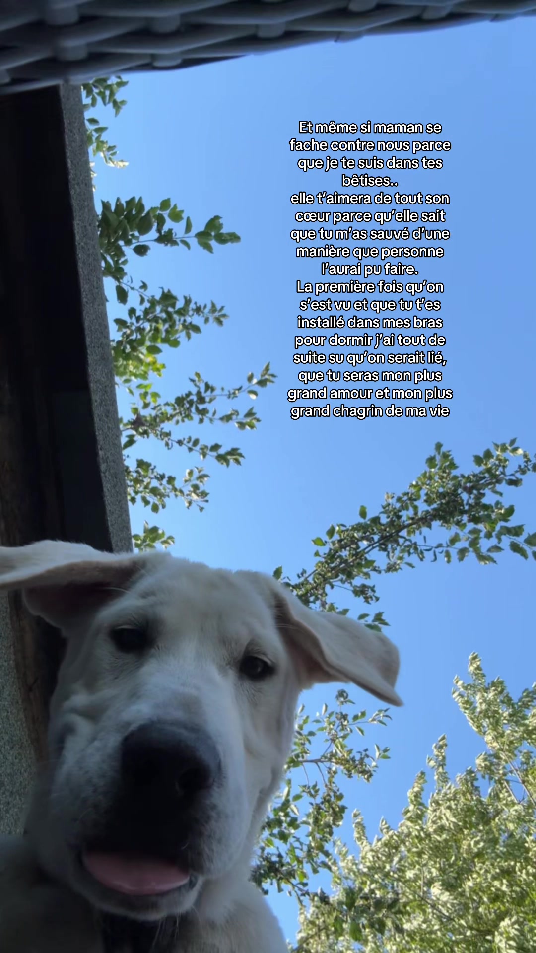 @siana