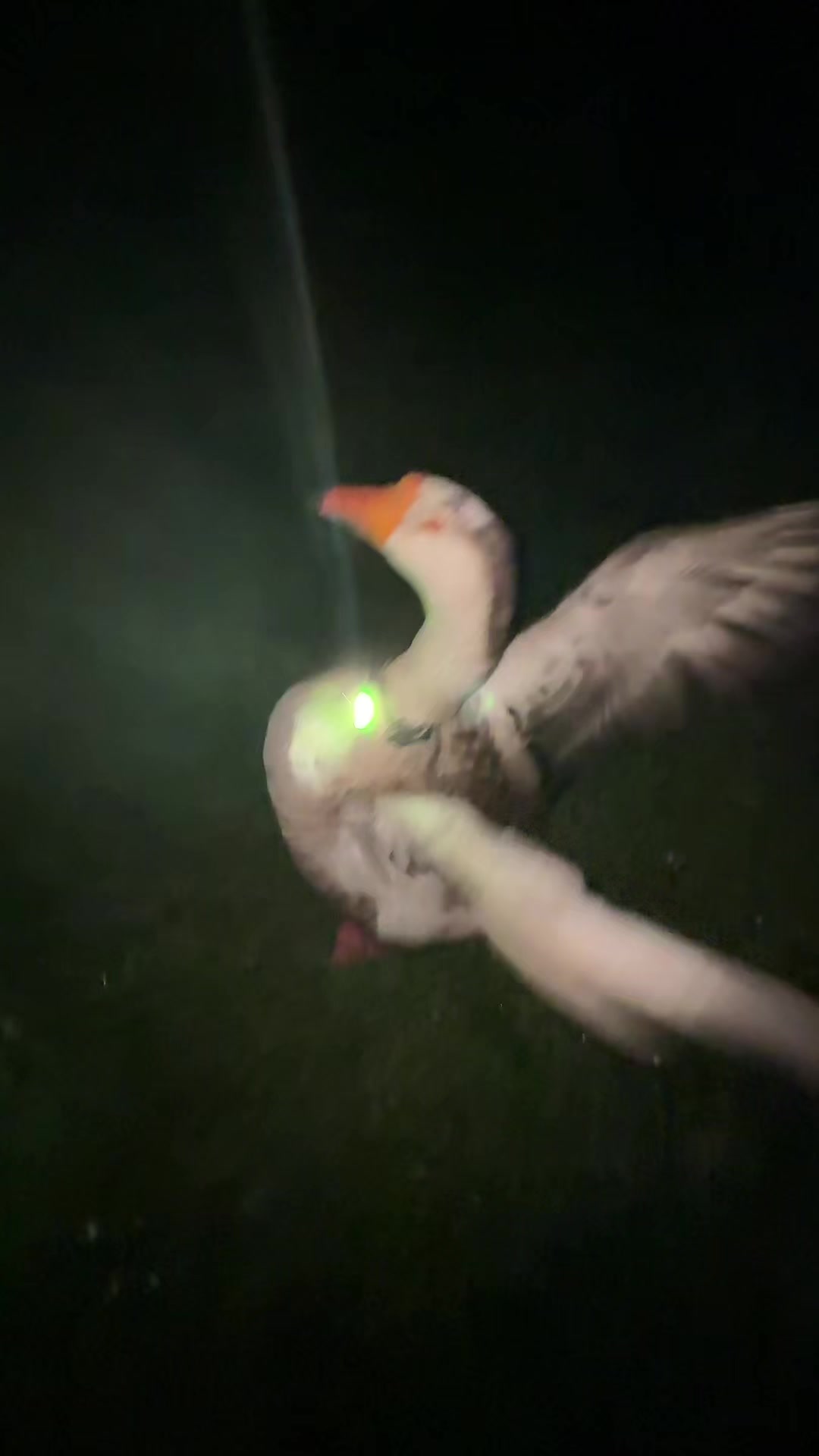 @goose_semyon