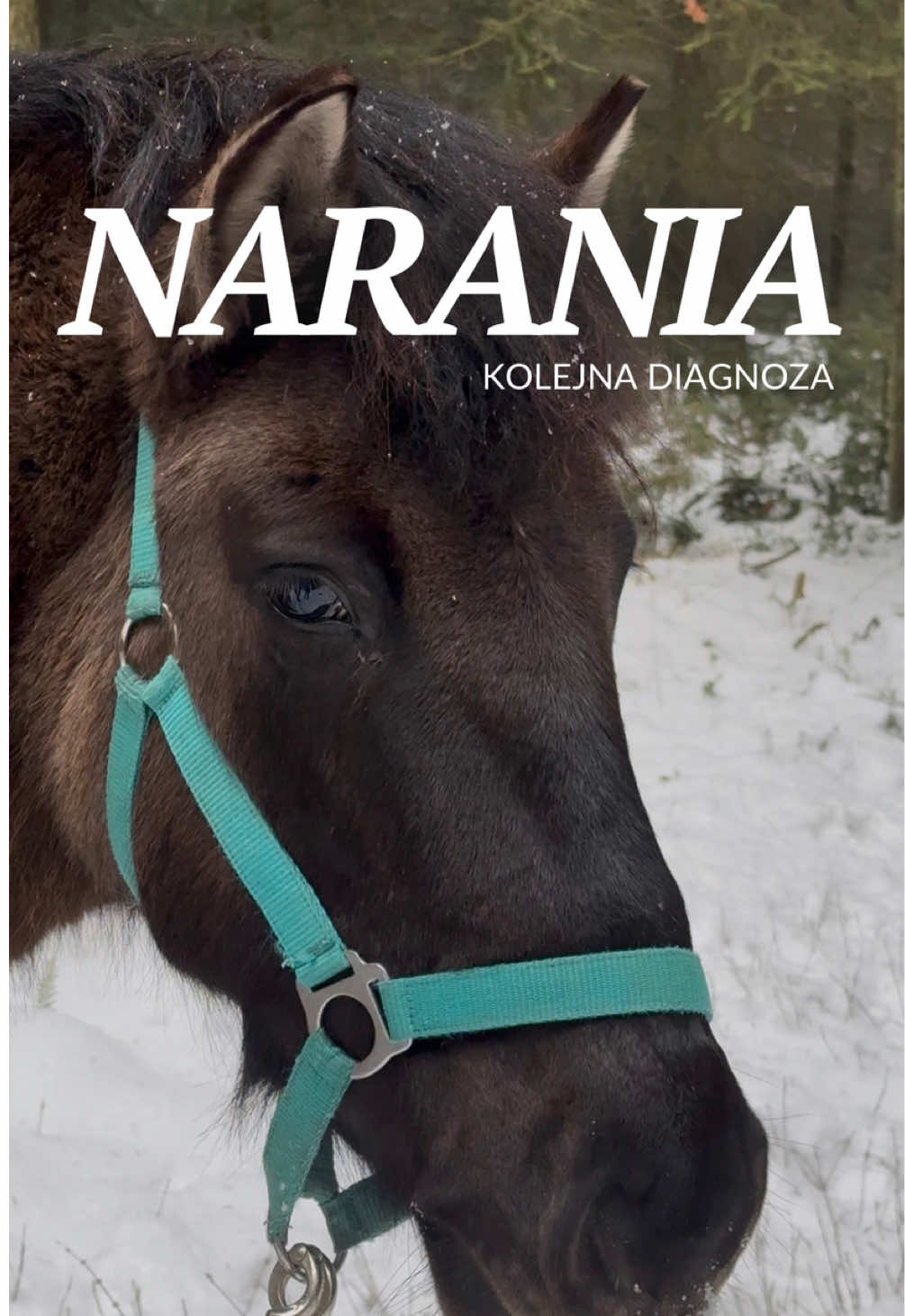 @Harmonia Jeździectwa