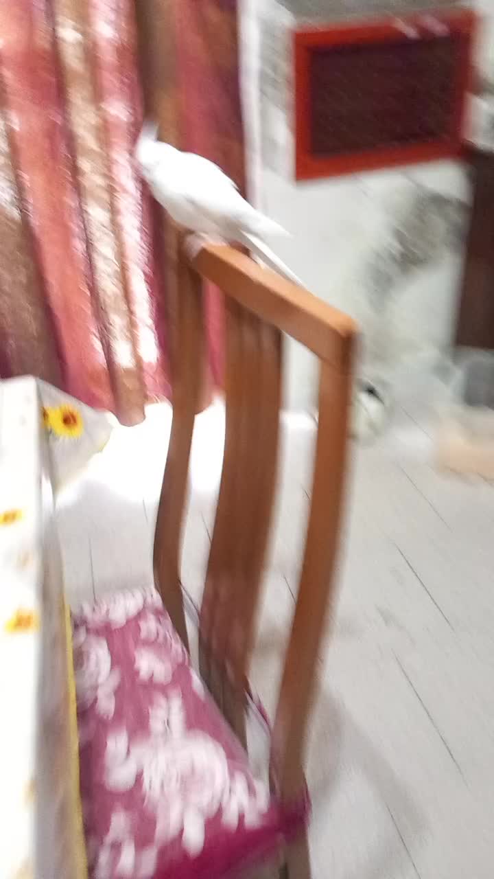 @biancagerardogrieco
