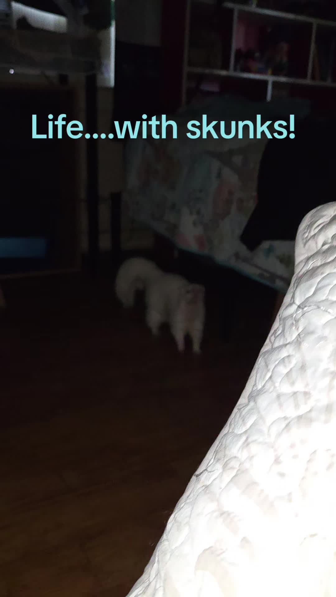 @Eva Marie (artist/skunk mom)