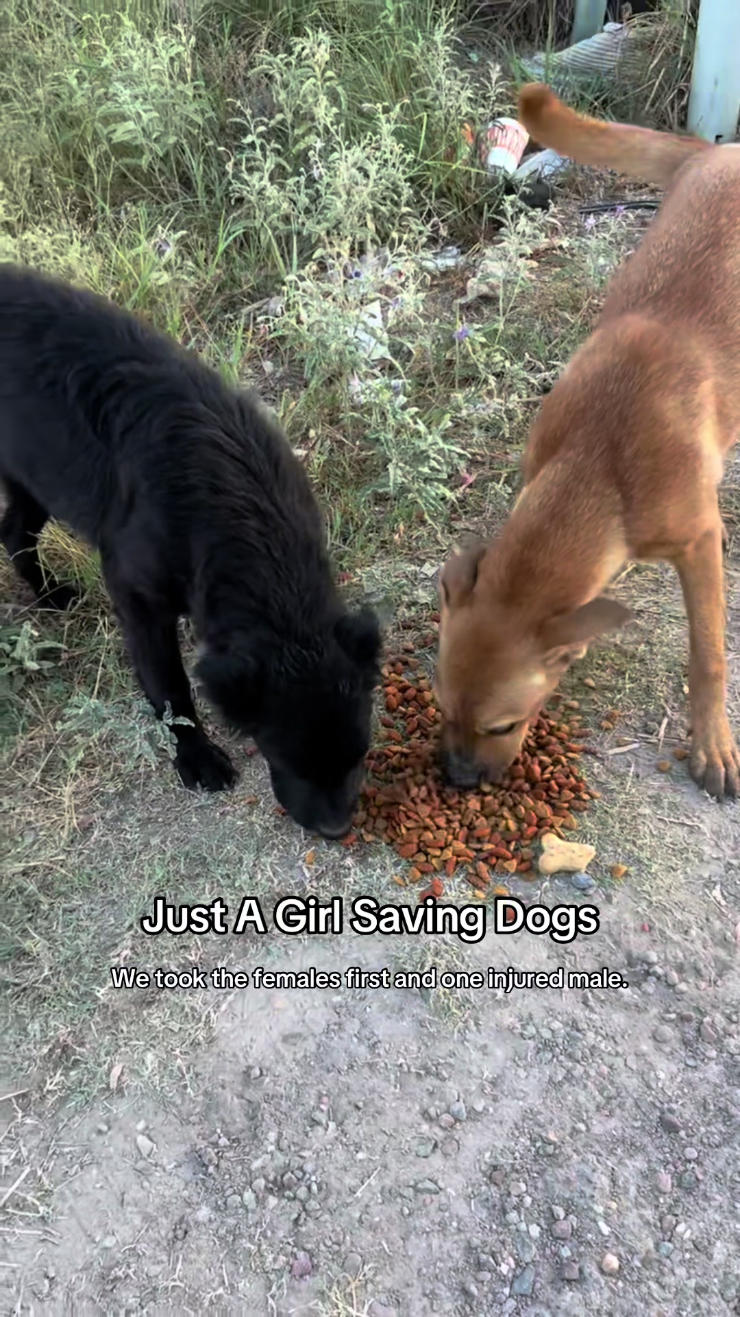 @Just A Girl Saving Dogs