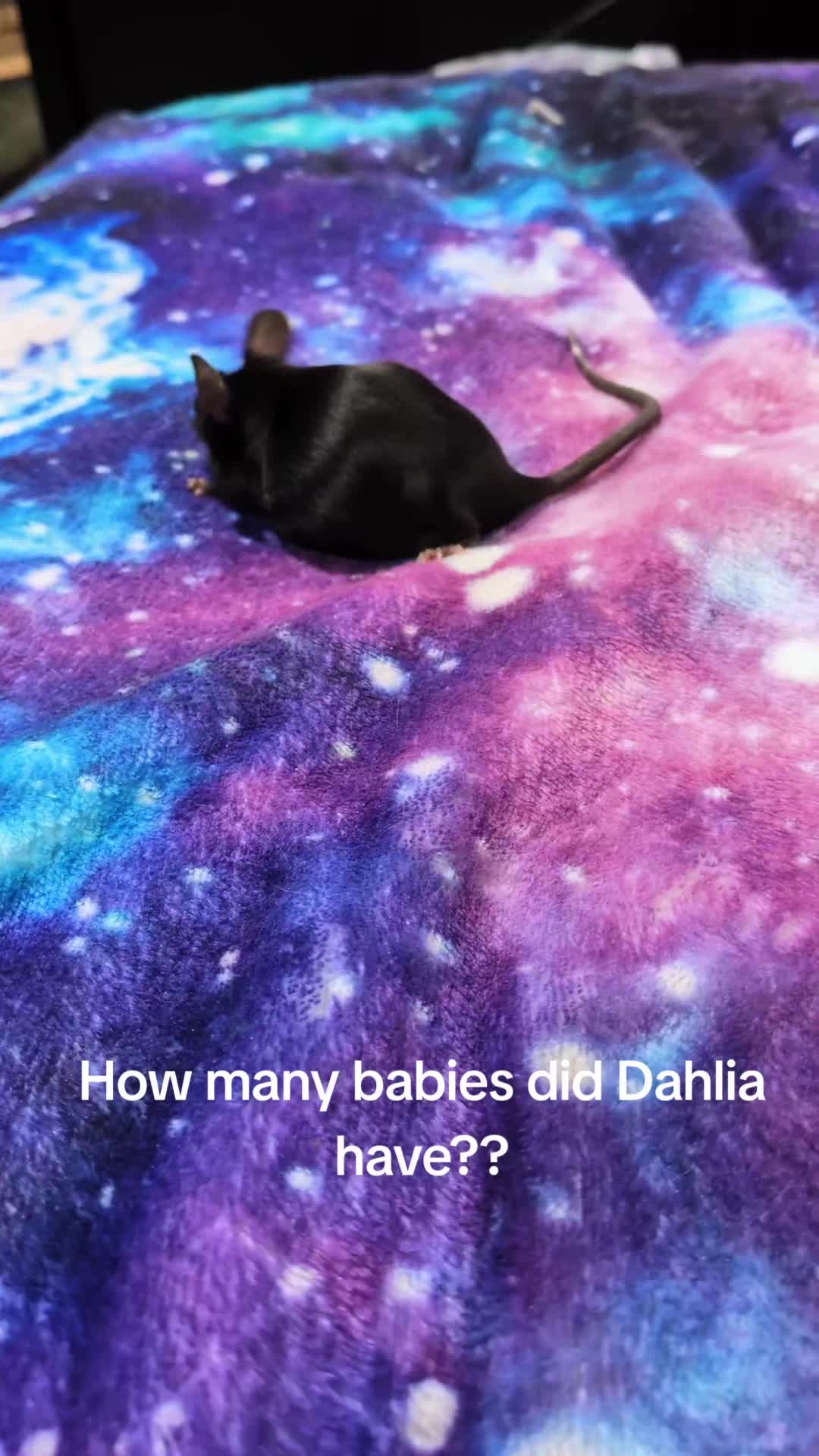 @SnekDice