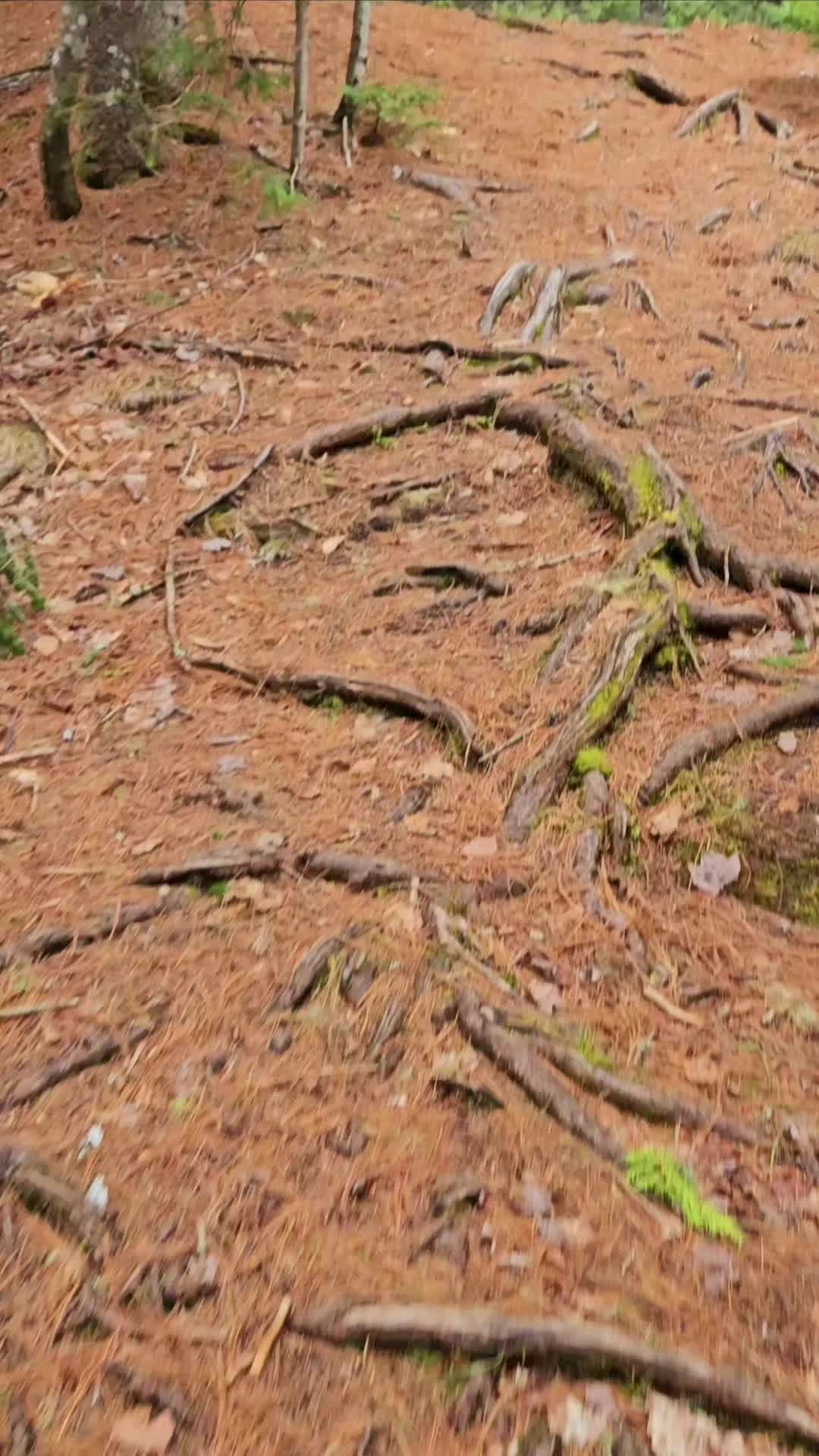 @Hiking_n'_Shit 🇨🇦