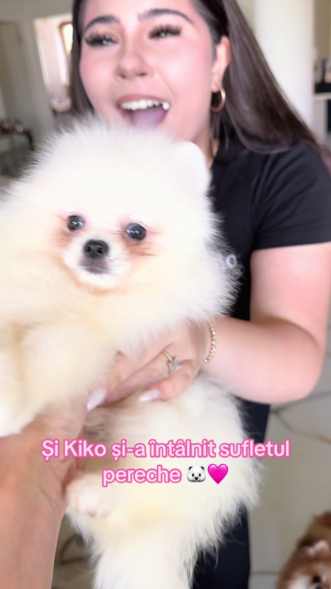 @Pomeranian.Glamour