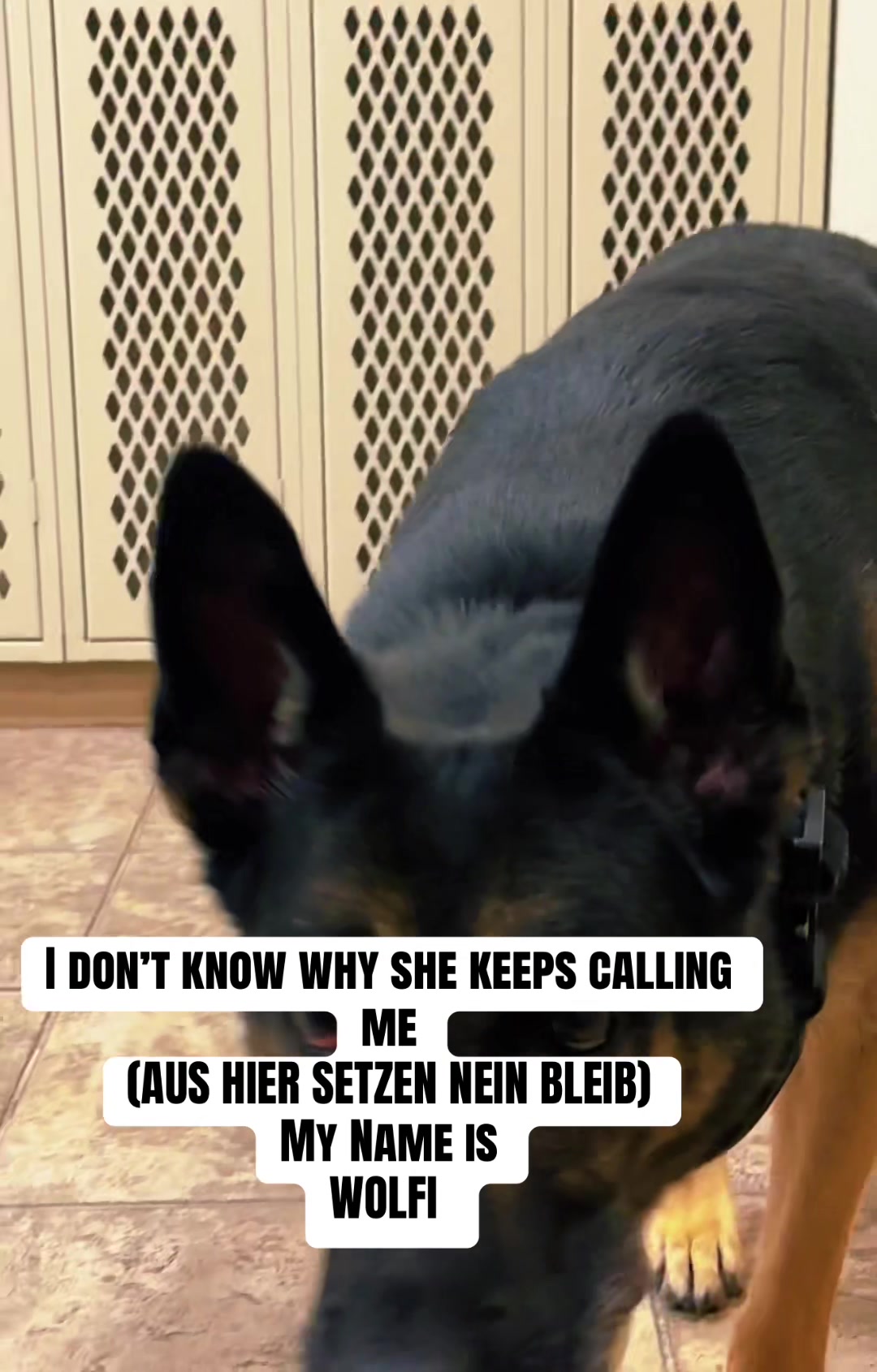 @*K9 Girl*