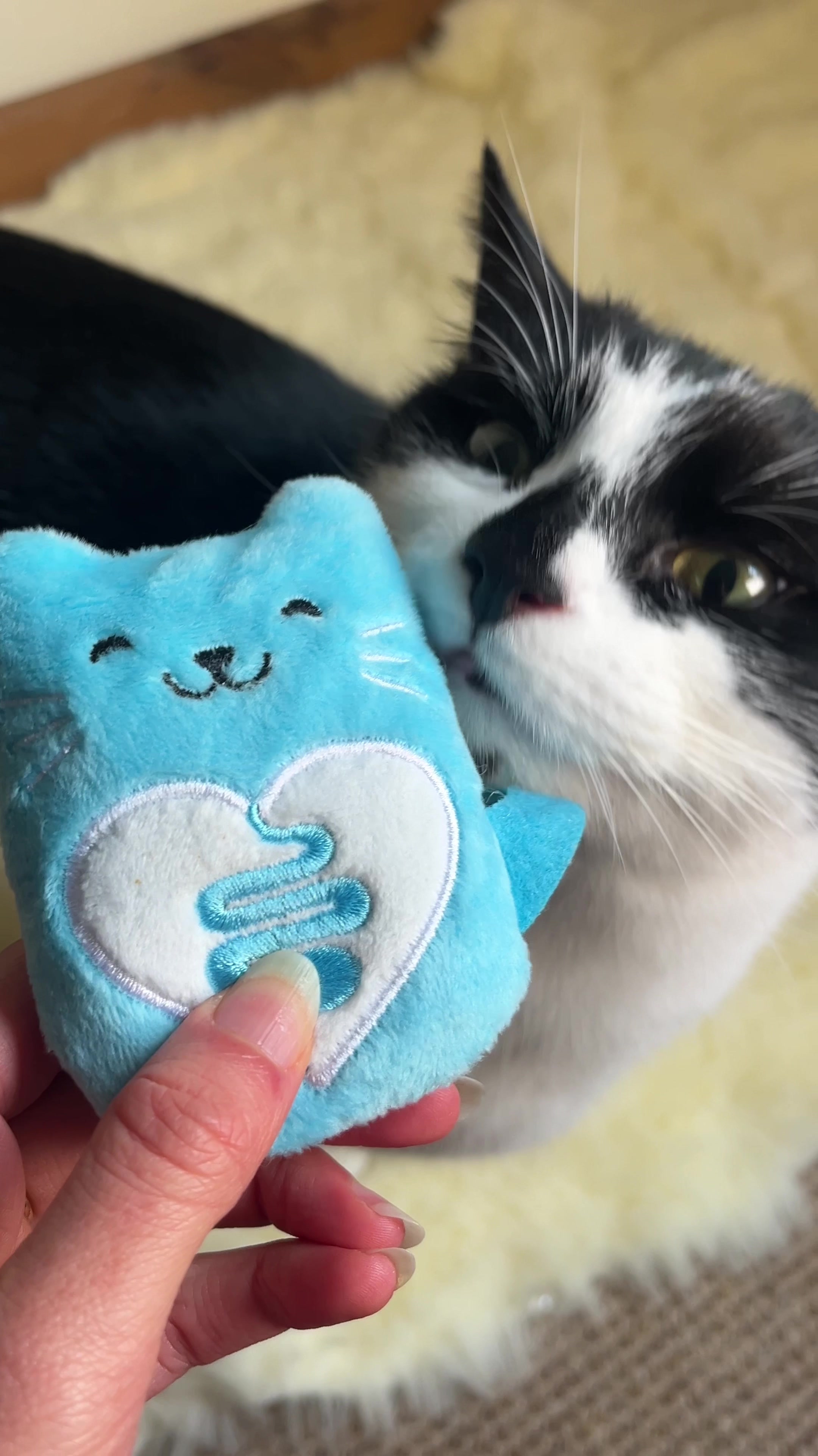 @Pudding | Cat UGC Creator