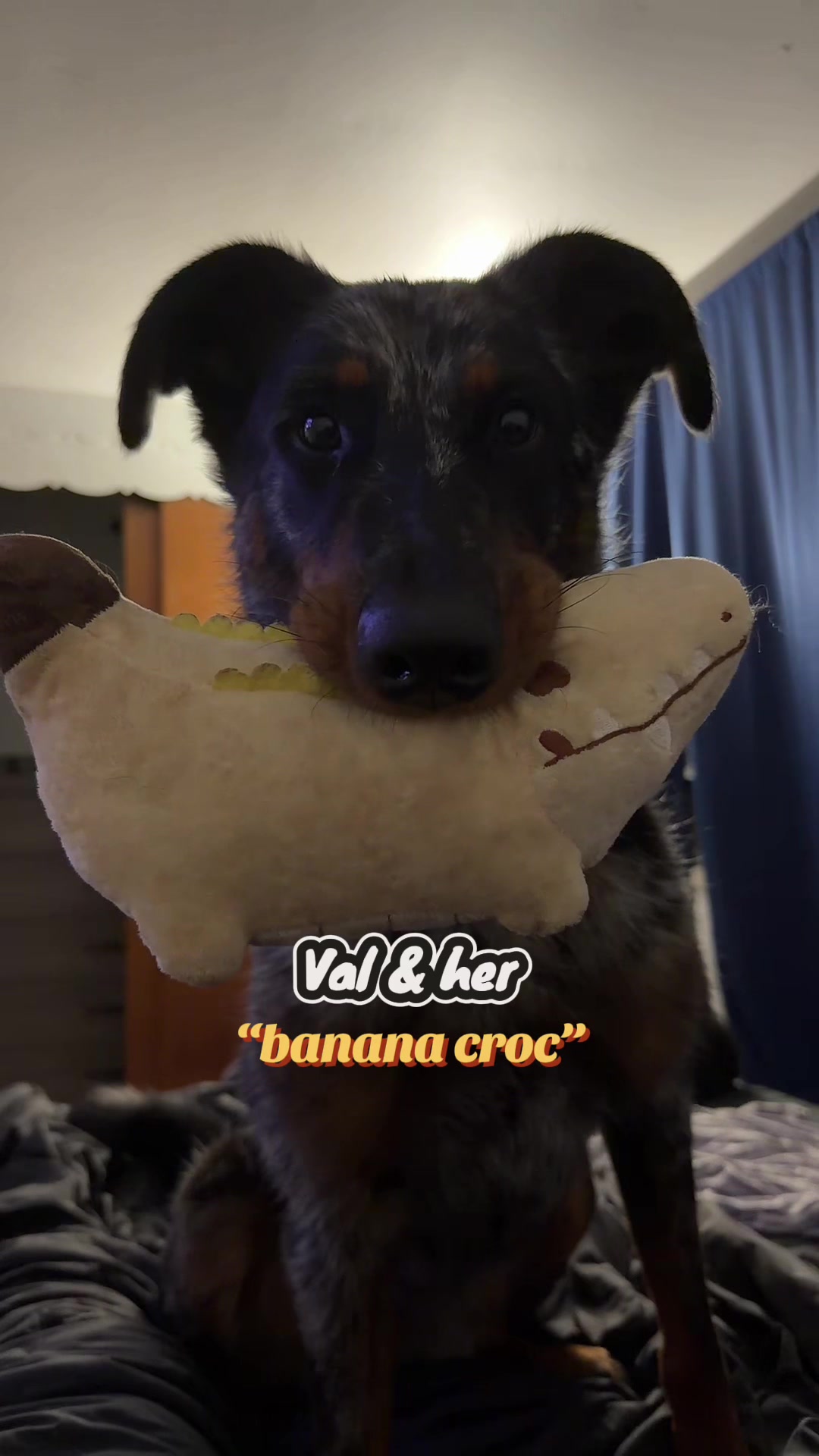 @valkyrie.the.beauceron