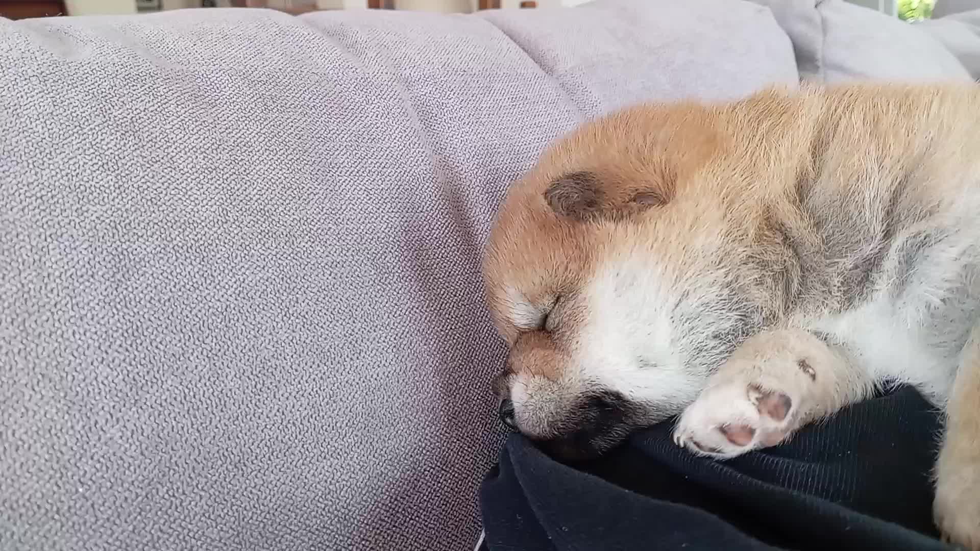 @Mochi Shiba Inu di E.Brignone