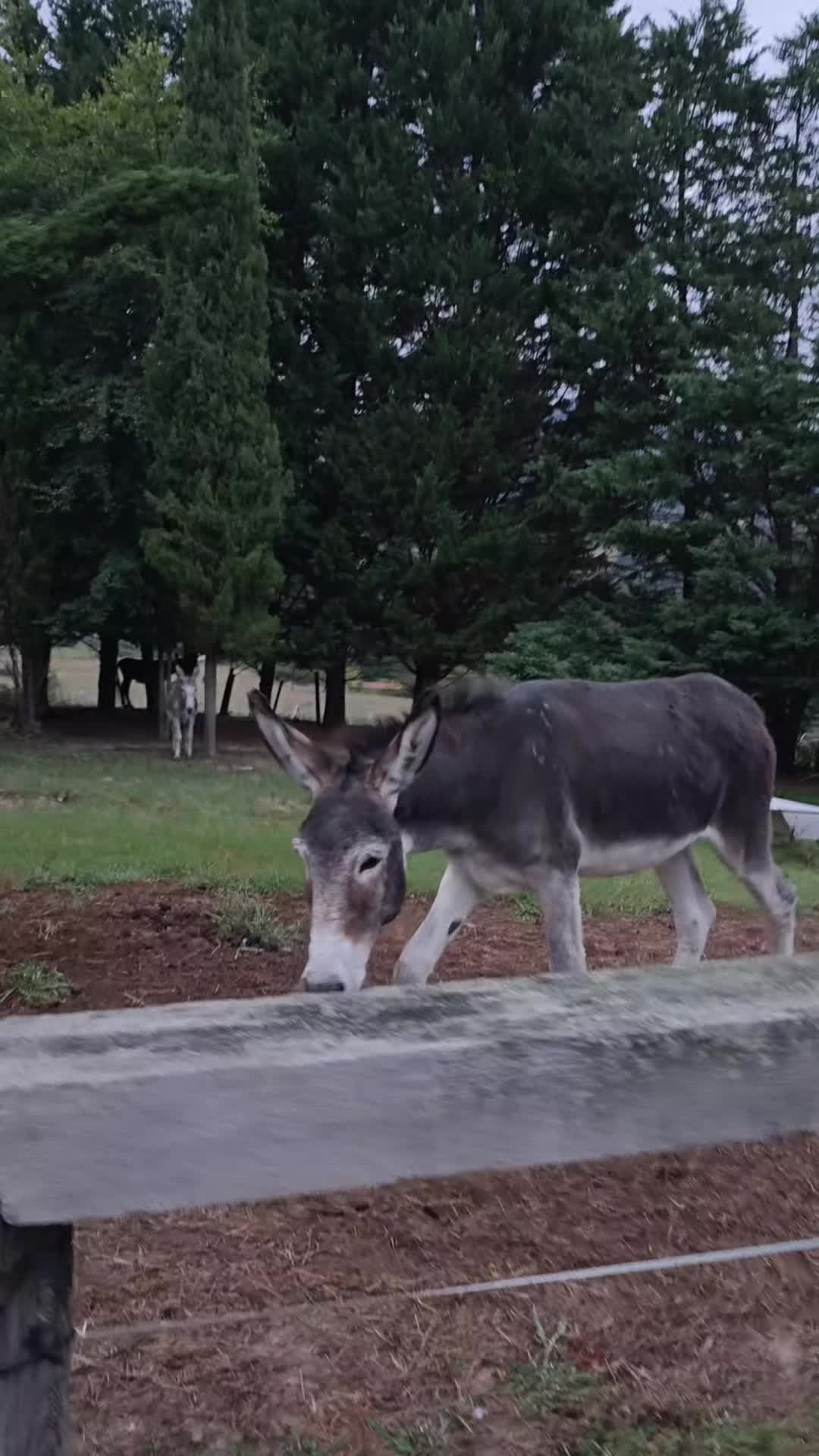@Astosoro Burros Encartados