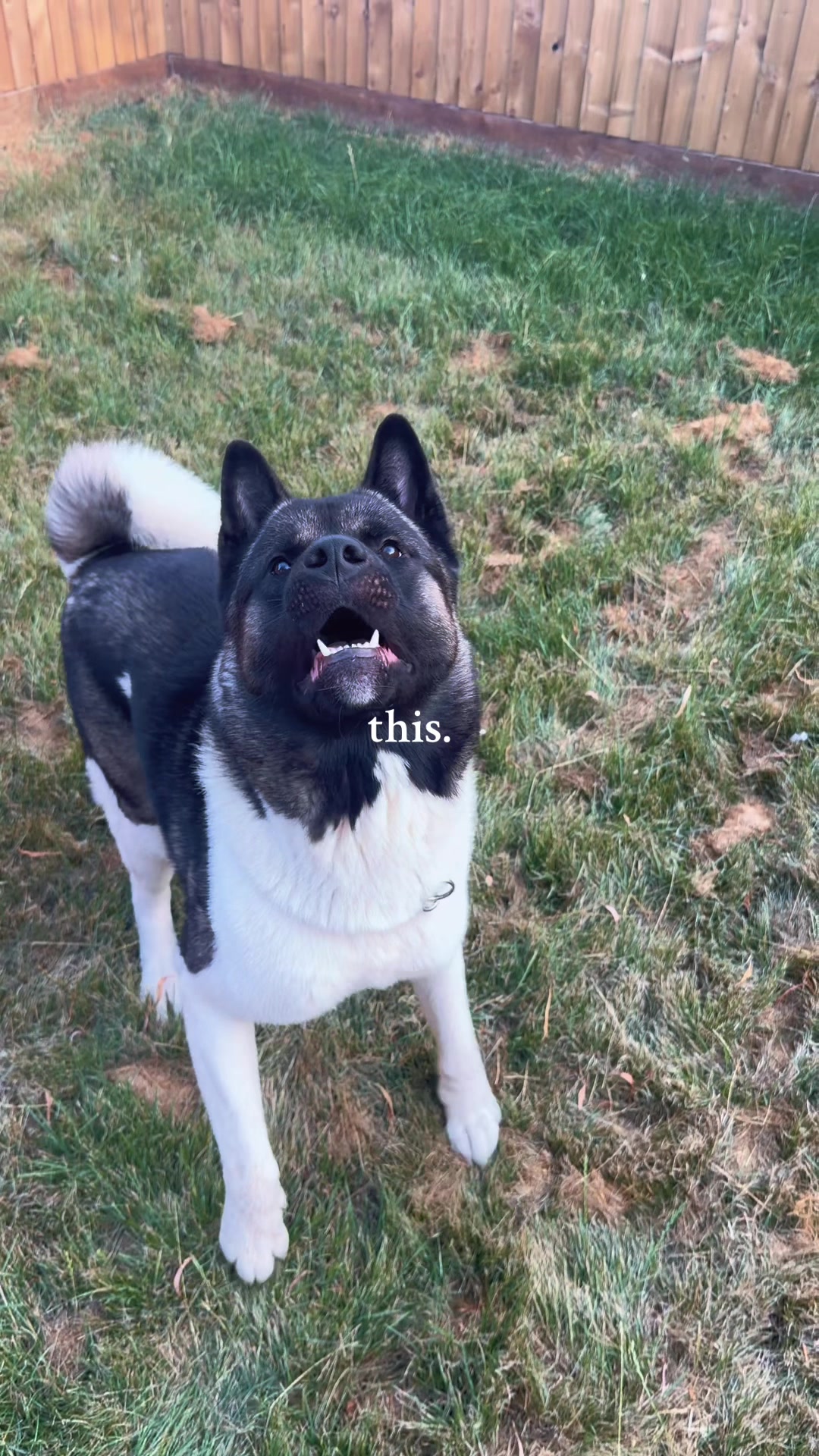 @EnzoTheAkita