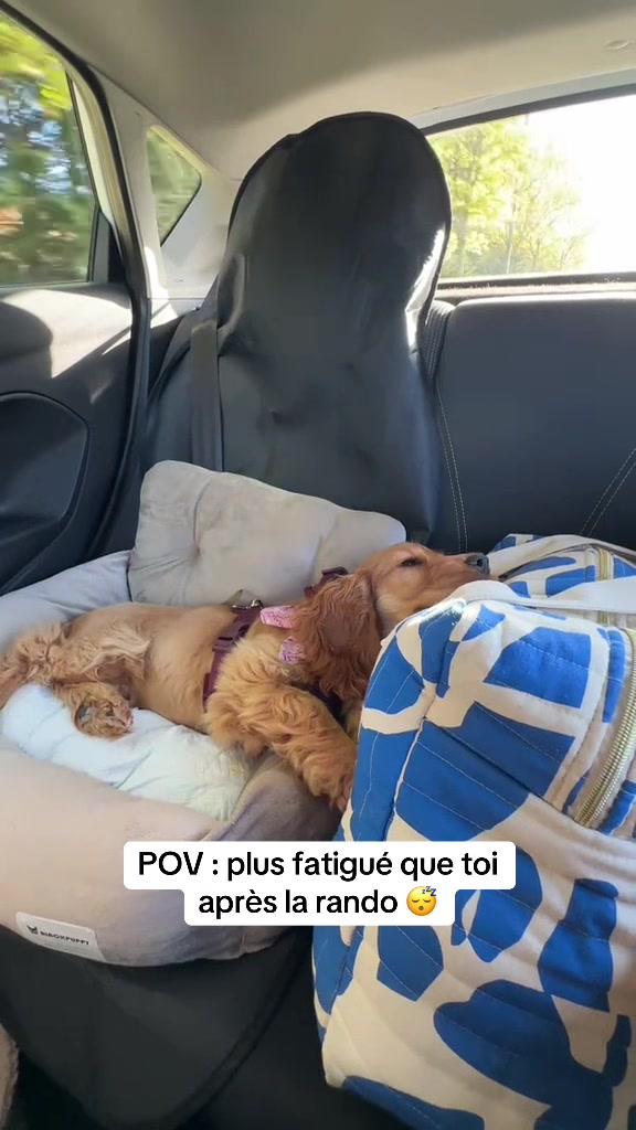 @coeur.de.cocker