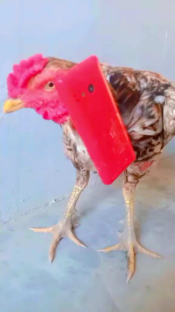 @Ayam 2