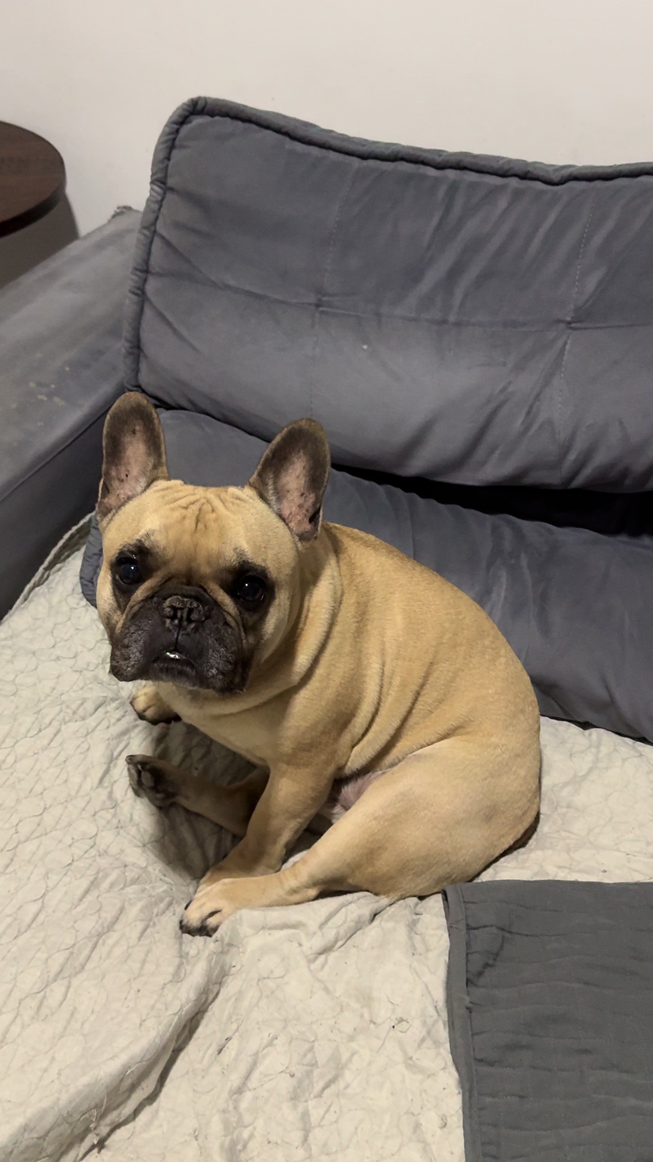 @Ed&ensp;pet