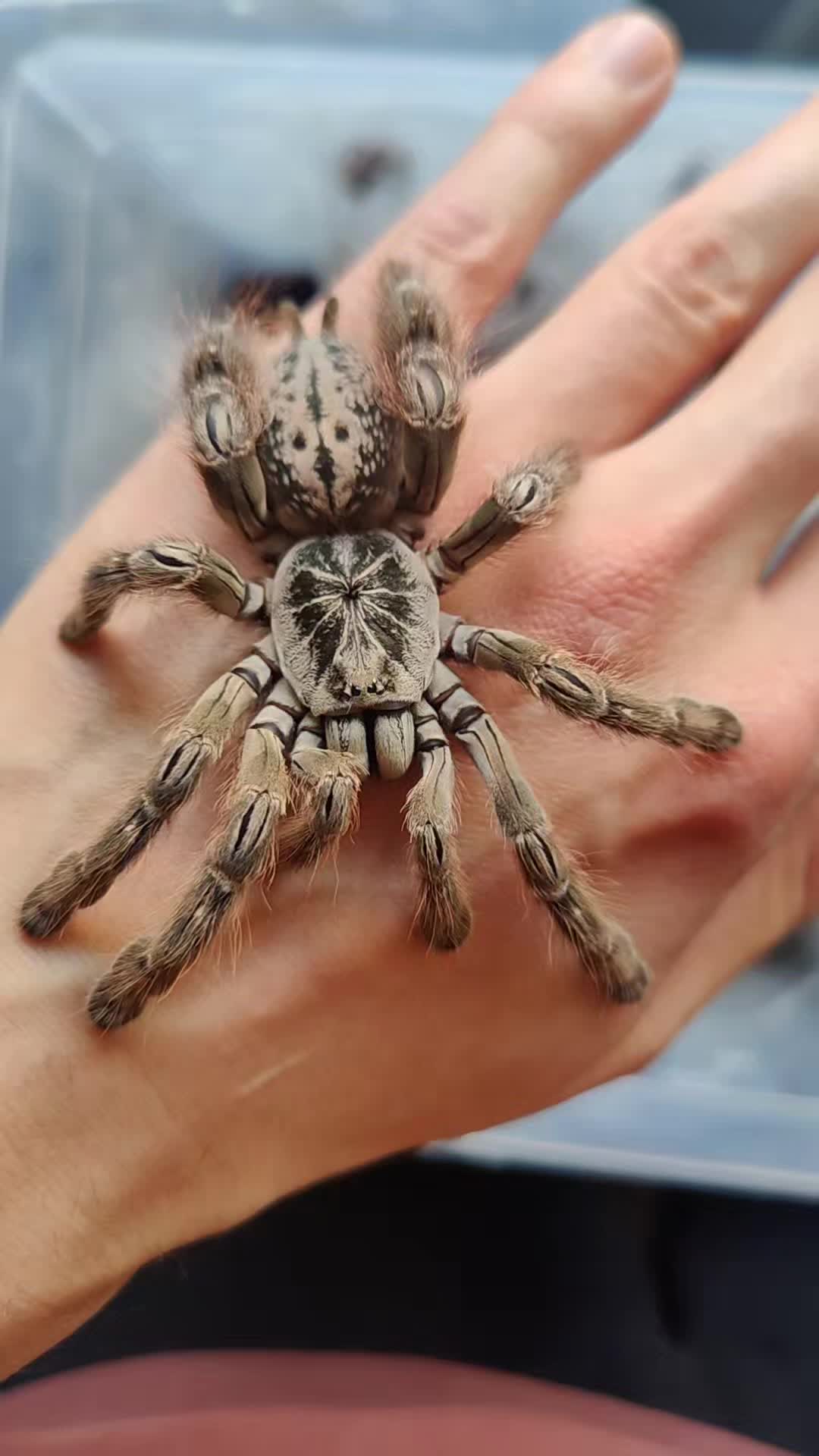 @Agkistrodonman