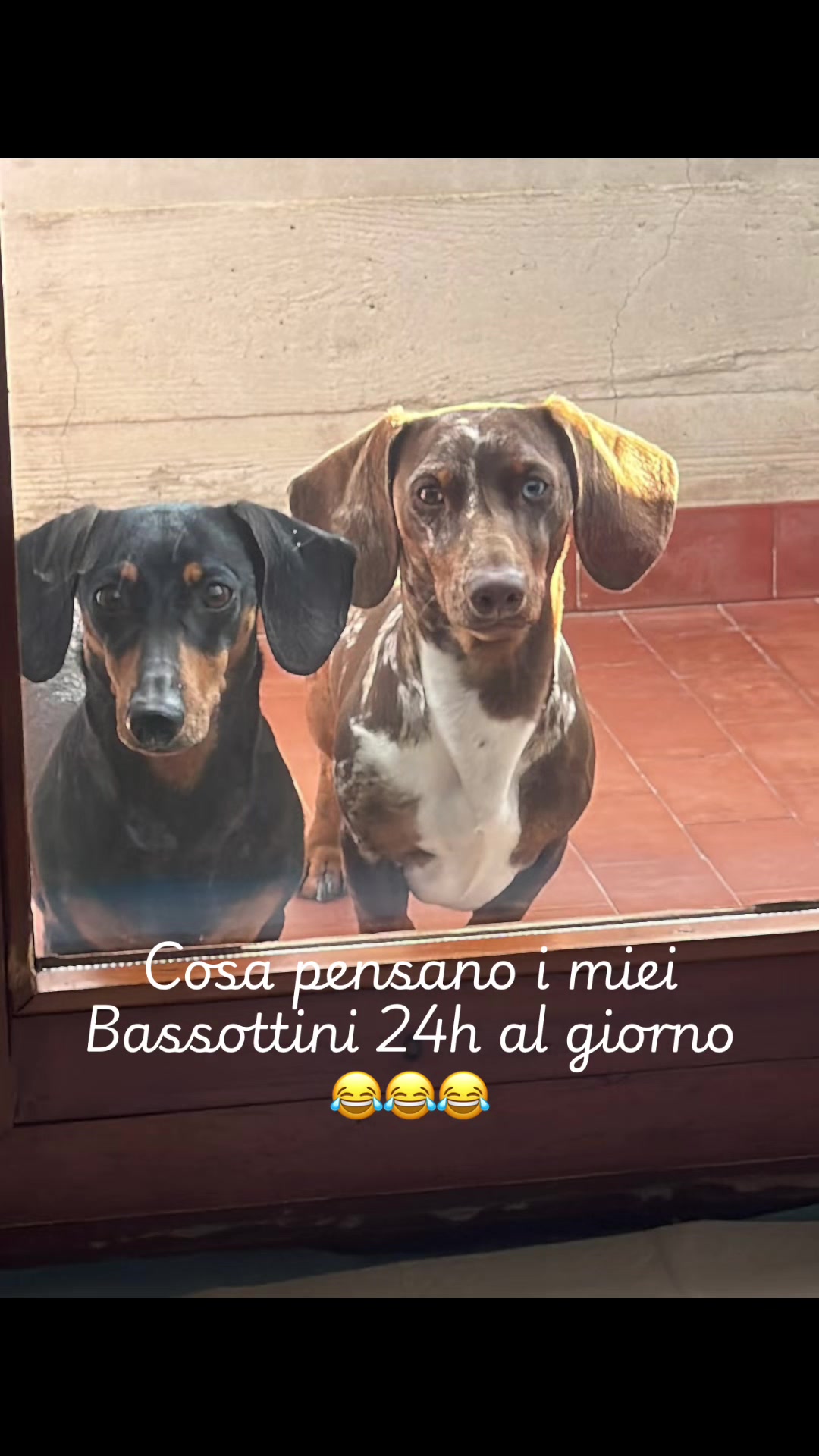 @The Dachshund House