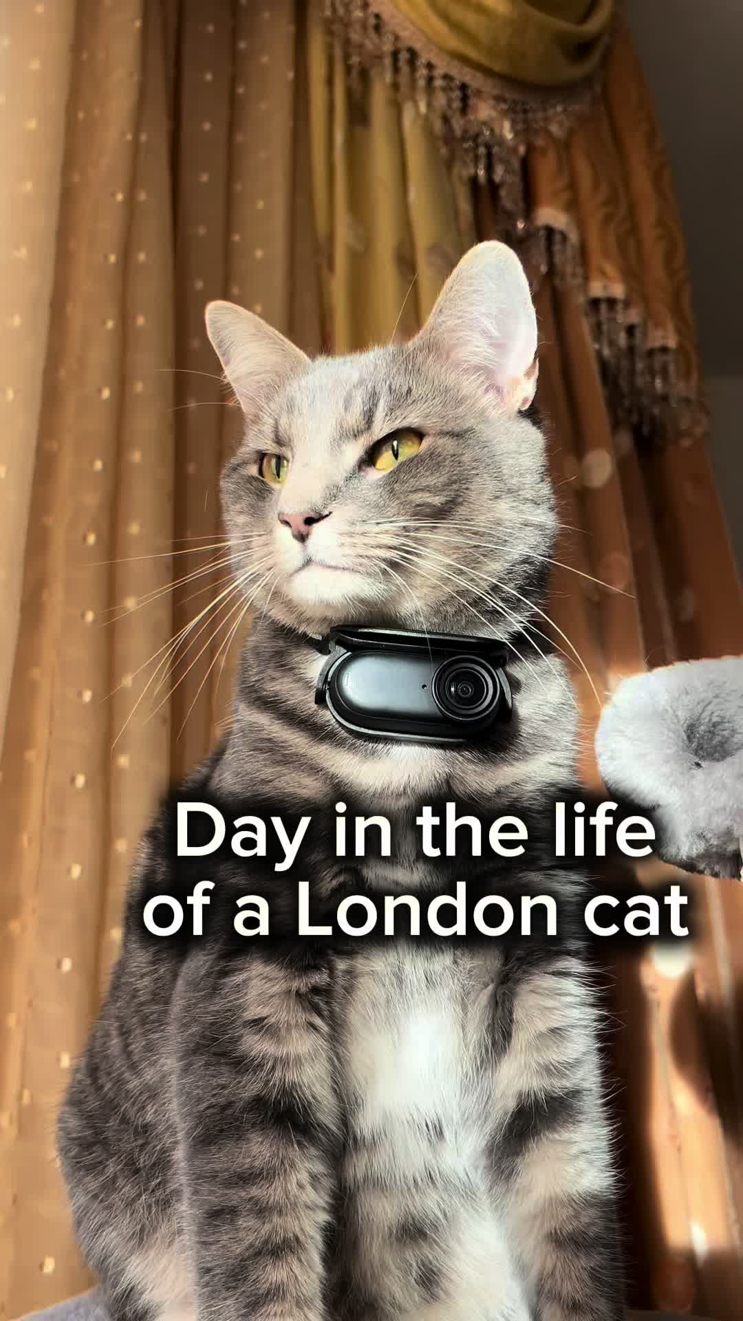 @Snowys_Life