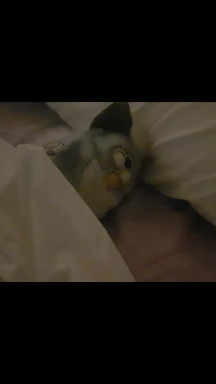 @Furby 1998