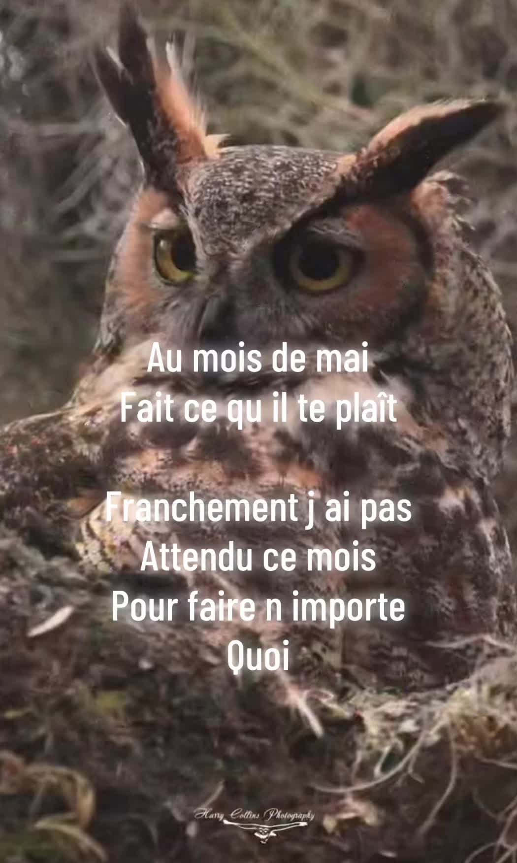 @hibou débrouillard