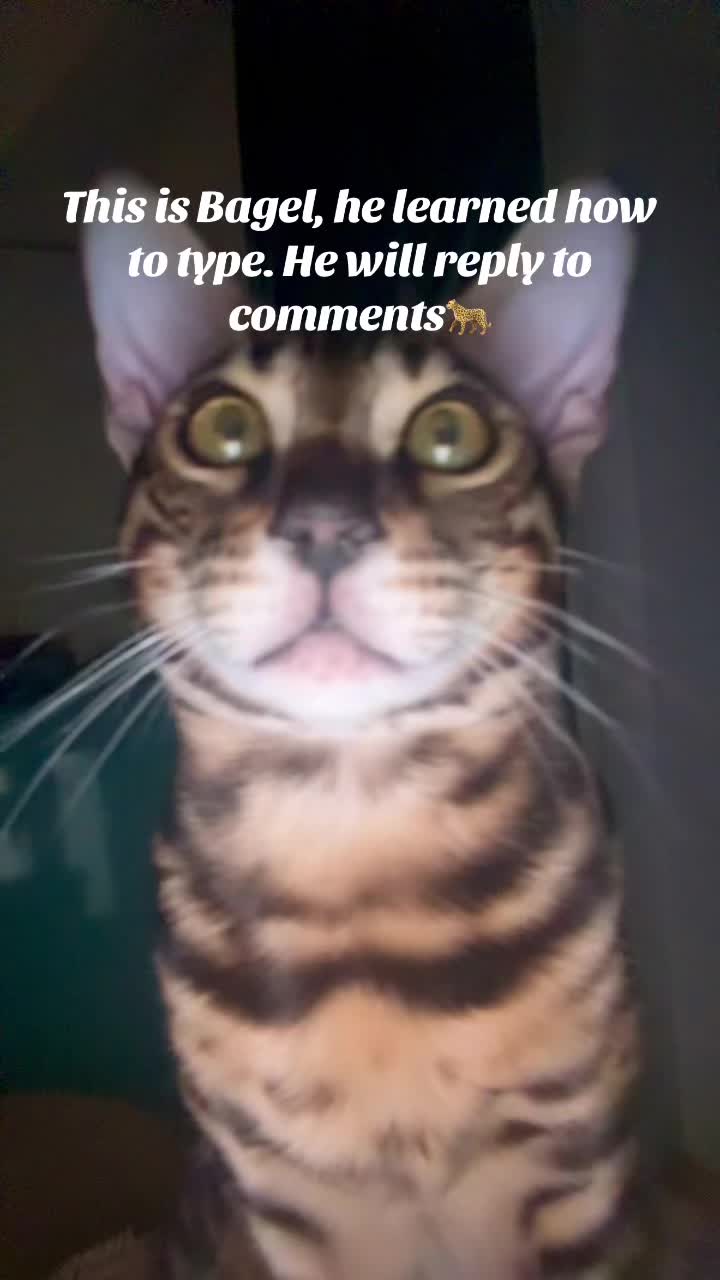 @Nacho&Bagel 🐈🐆