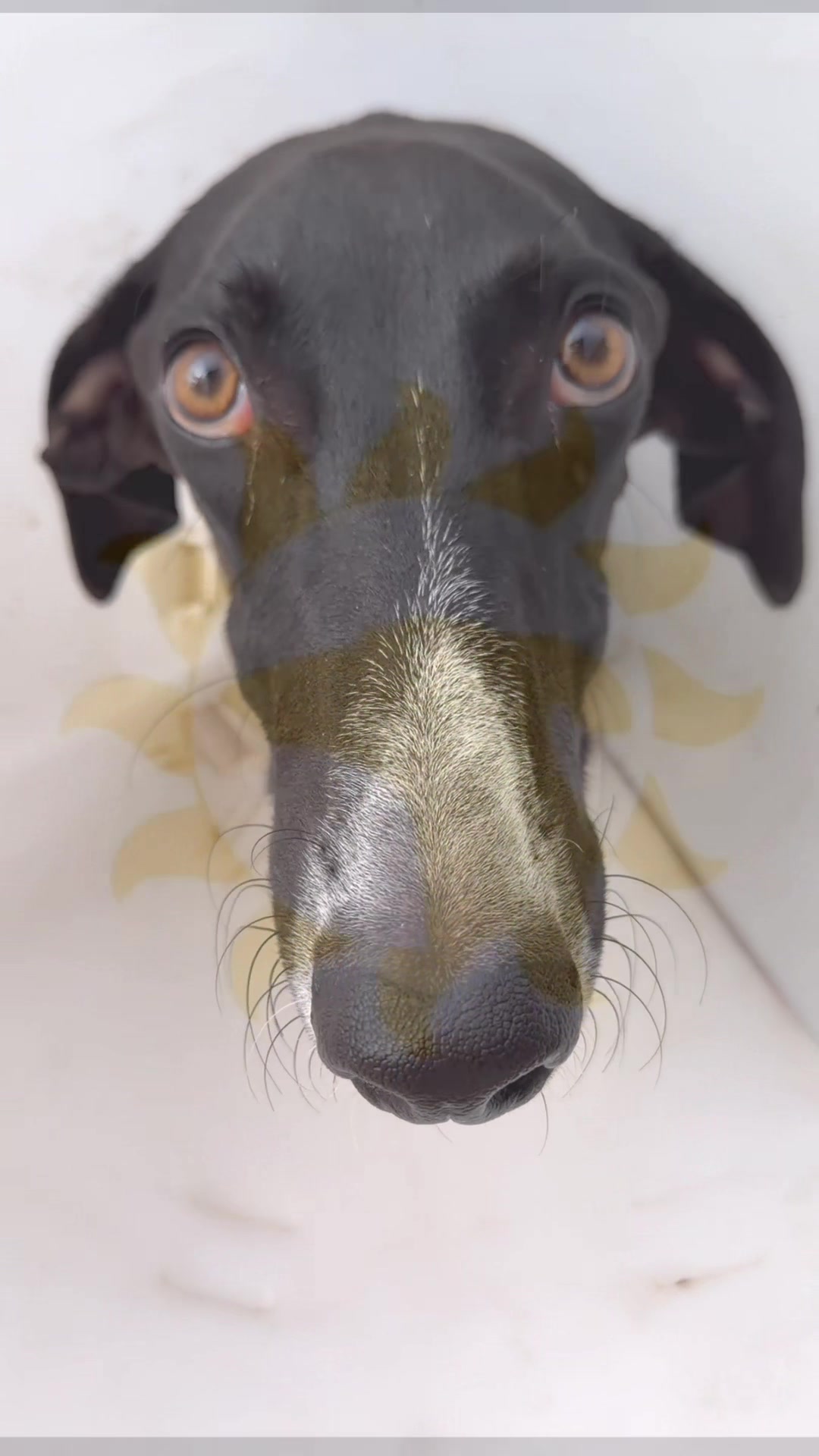 @Galgos del Sol