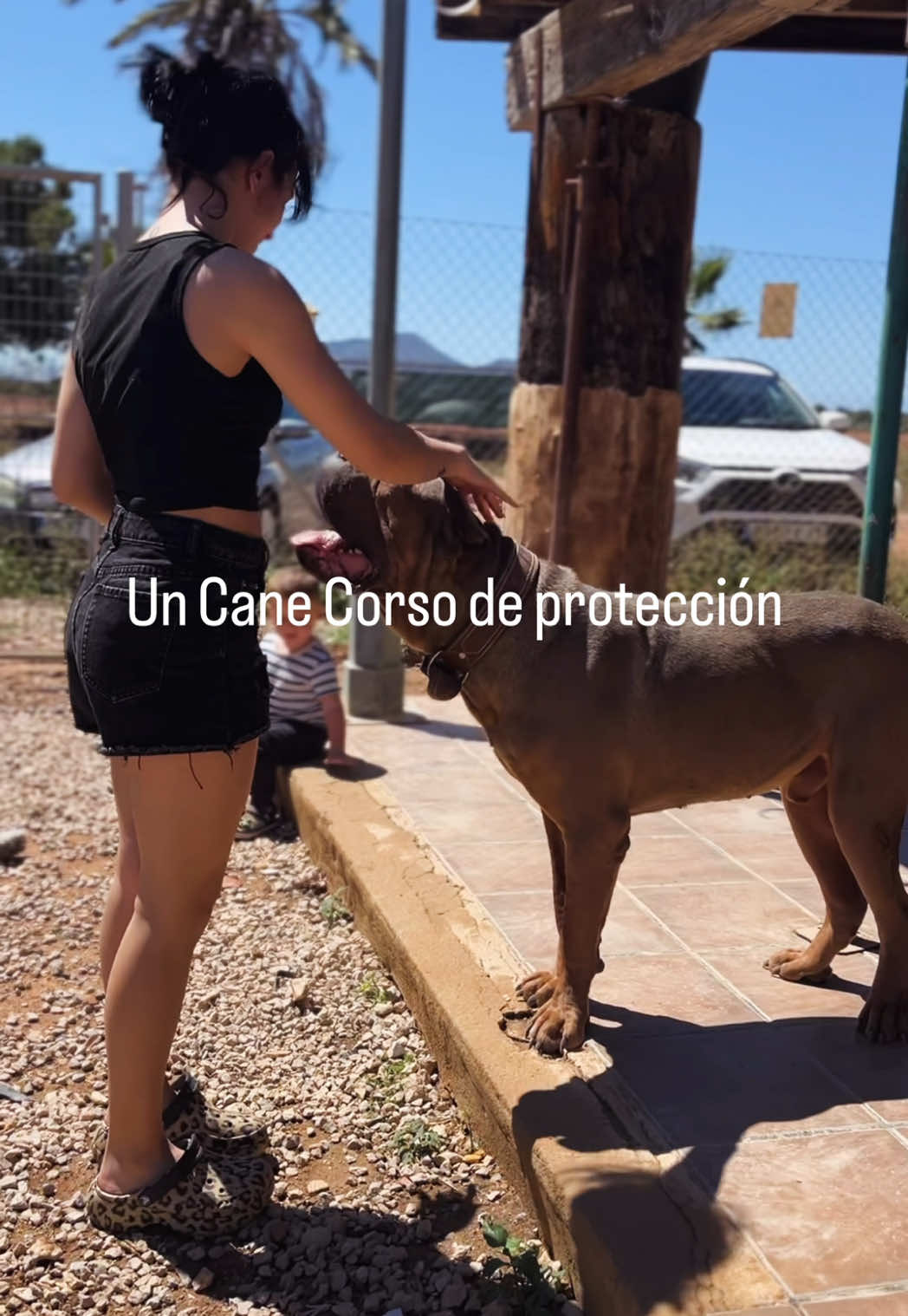 @Cane Corso Domus Targaryen