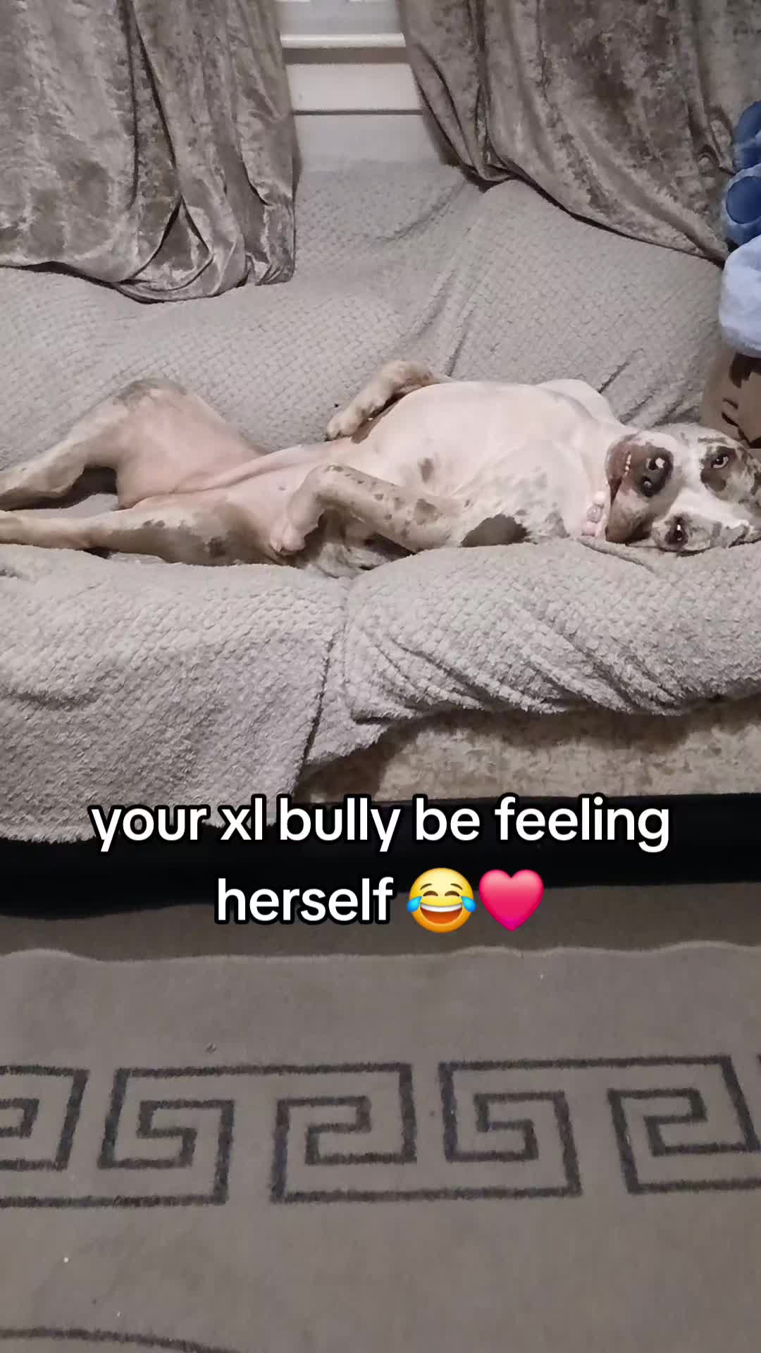 @kirsty+starlight the xl bully