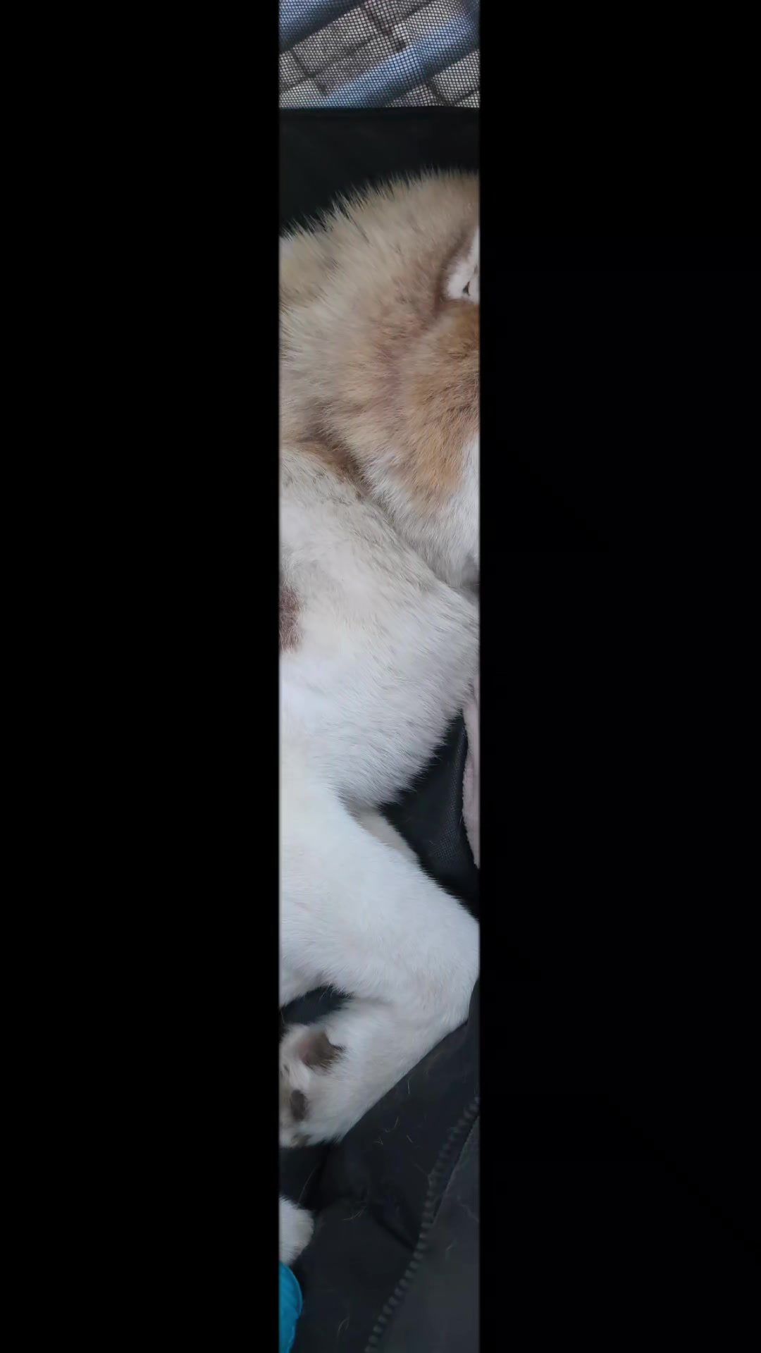 @Marianni and her husky dogs