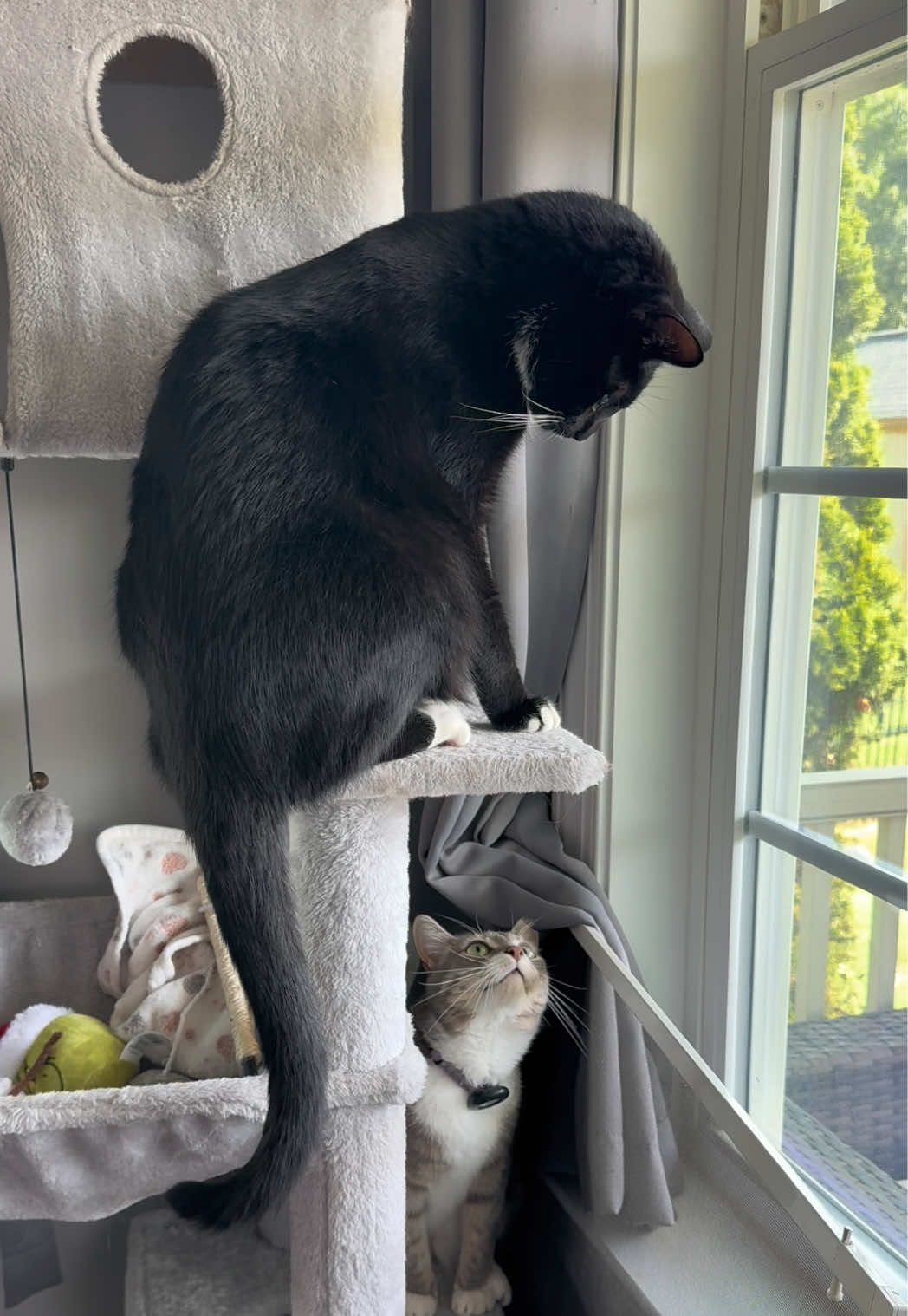 @RoxySnowballCatDrama