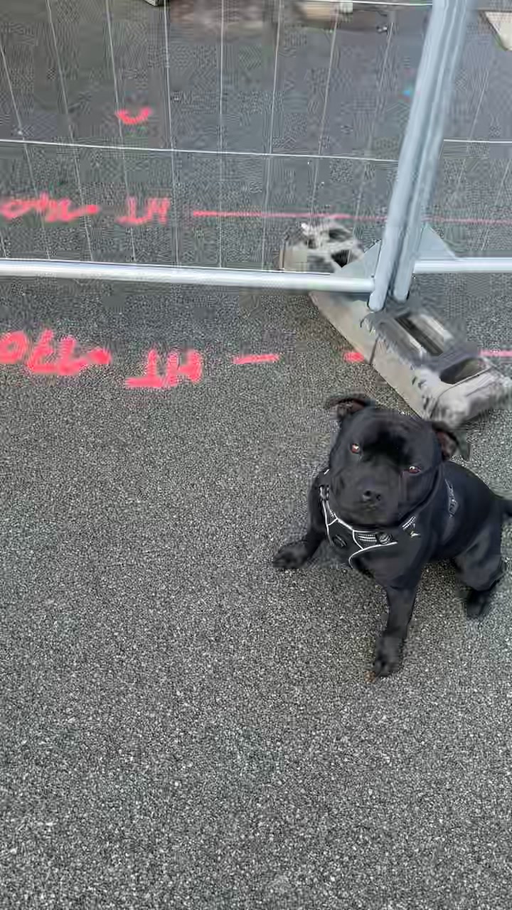 @staffie.young.tao
