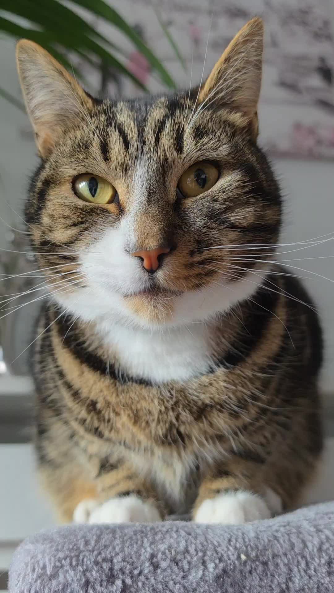 @Banjothecat2024