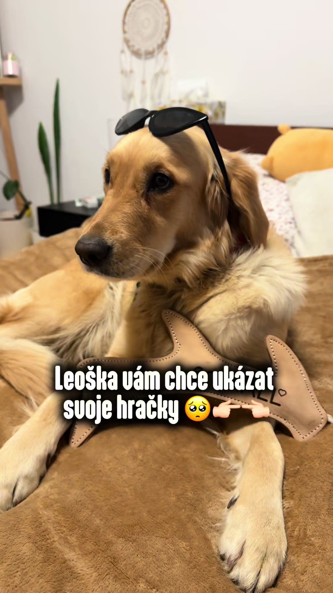 @animall_cz