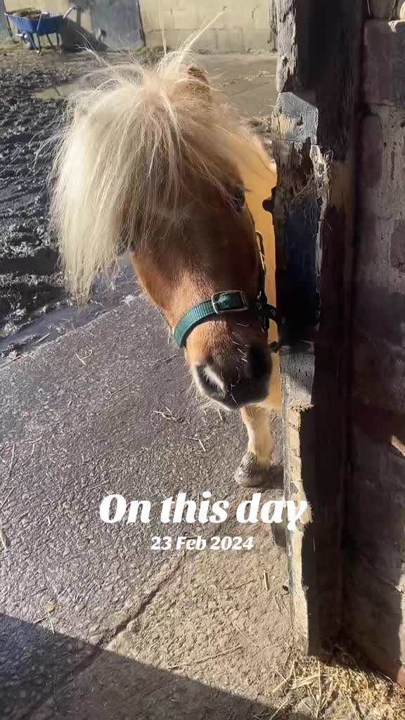 @diamondponyparties