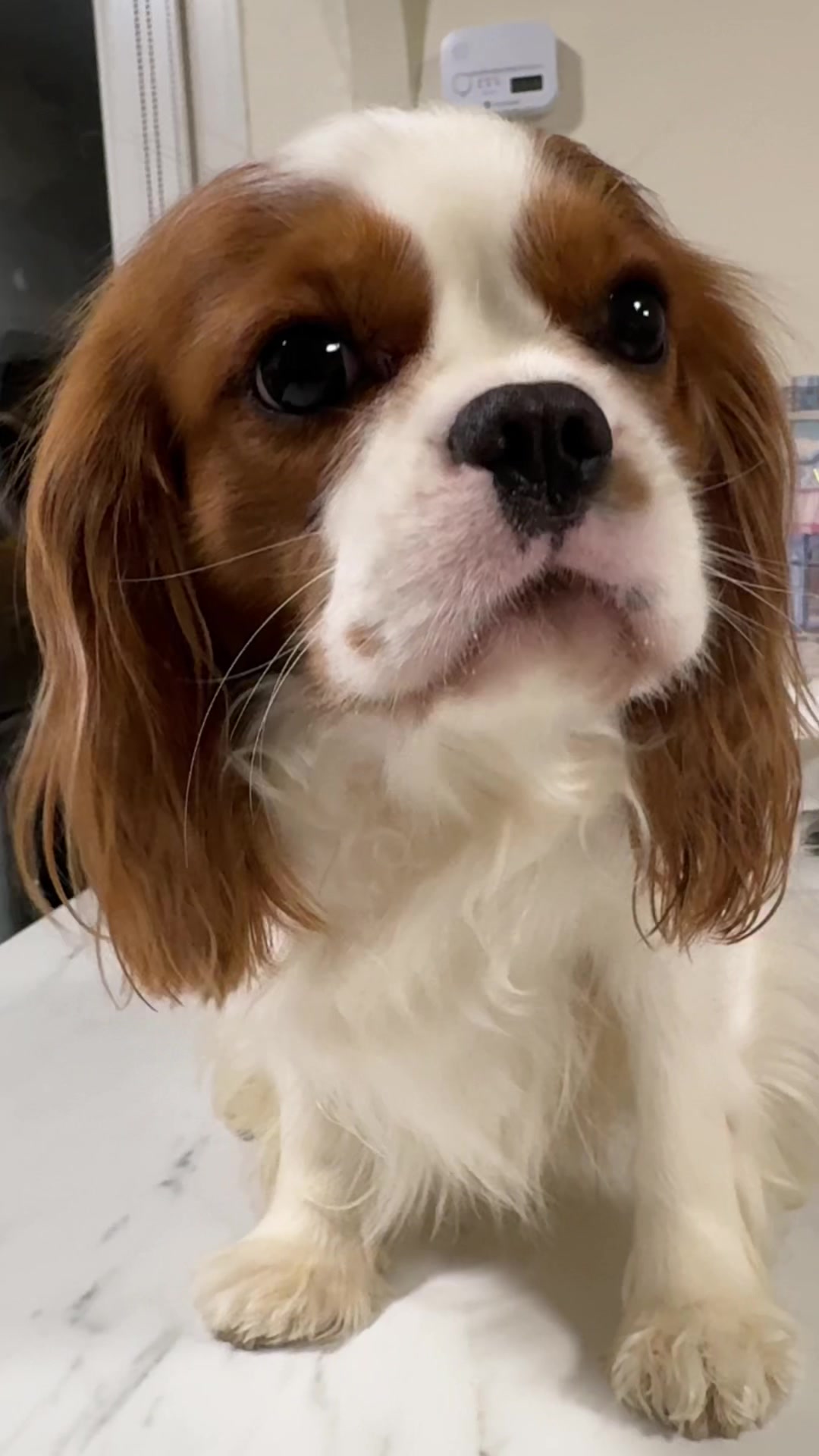 @Cavalier_king_charles_paris