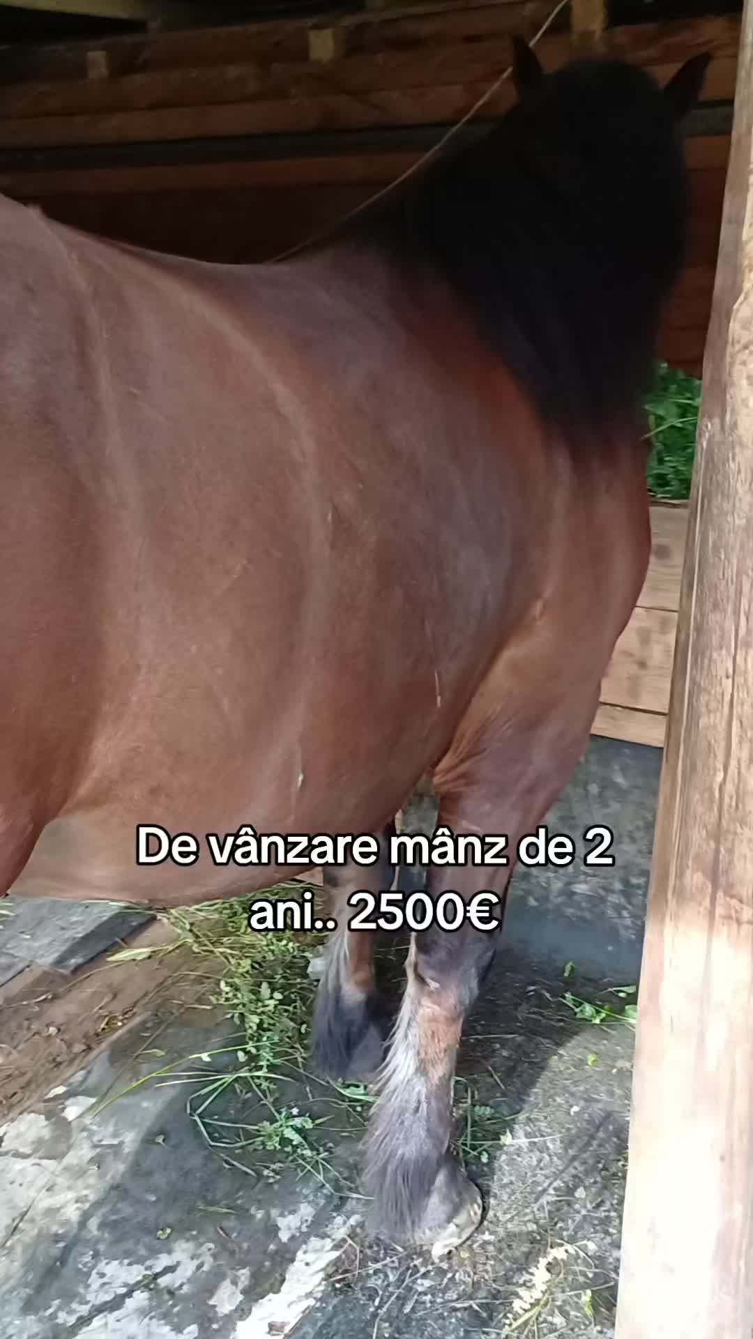 @Stelian