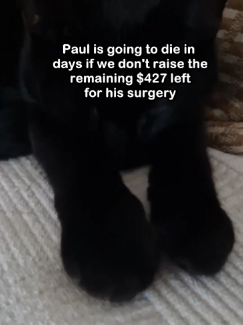 @Saving Paul the brave Cat!